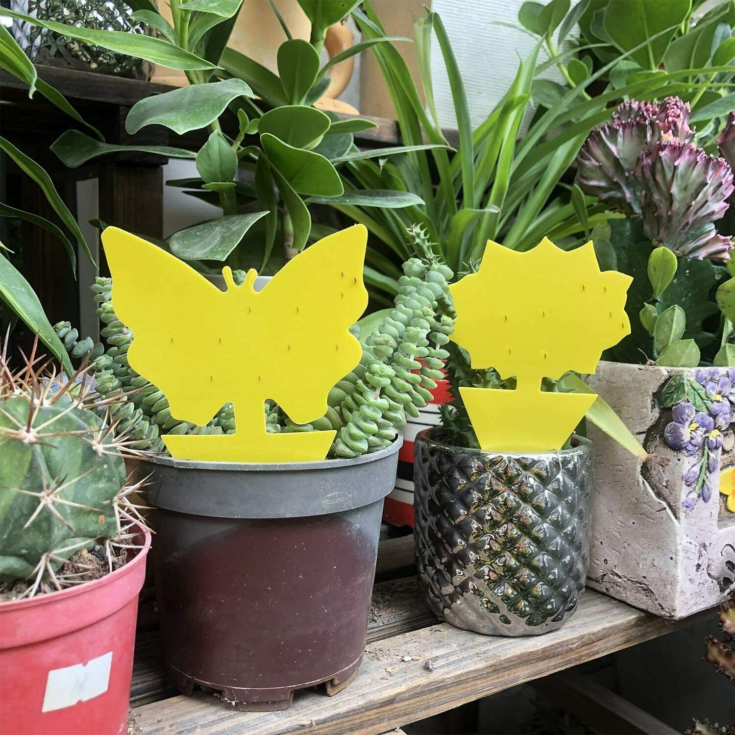 Nouveau paquet de 12 pièges collants jaunes, pièges à mouches aux fruits et pièges à jus pour l’intérieur et l’extérieur des États-Unis