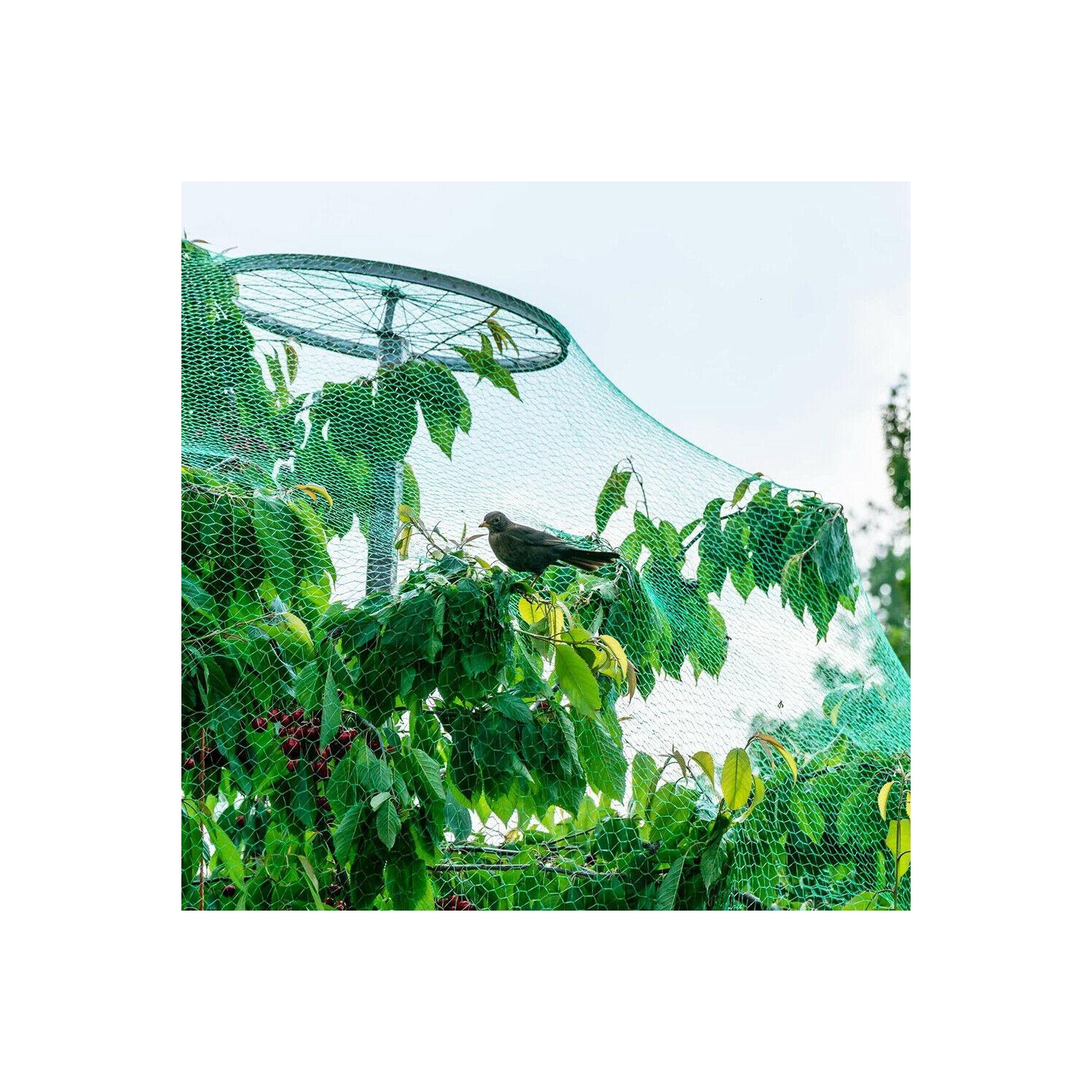 Filet anti-oiseau anti-insectes pour plantes d'arbres fruitiers