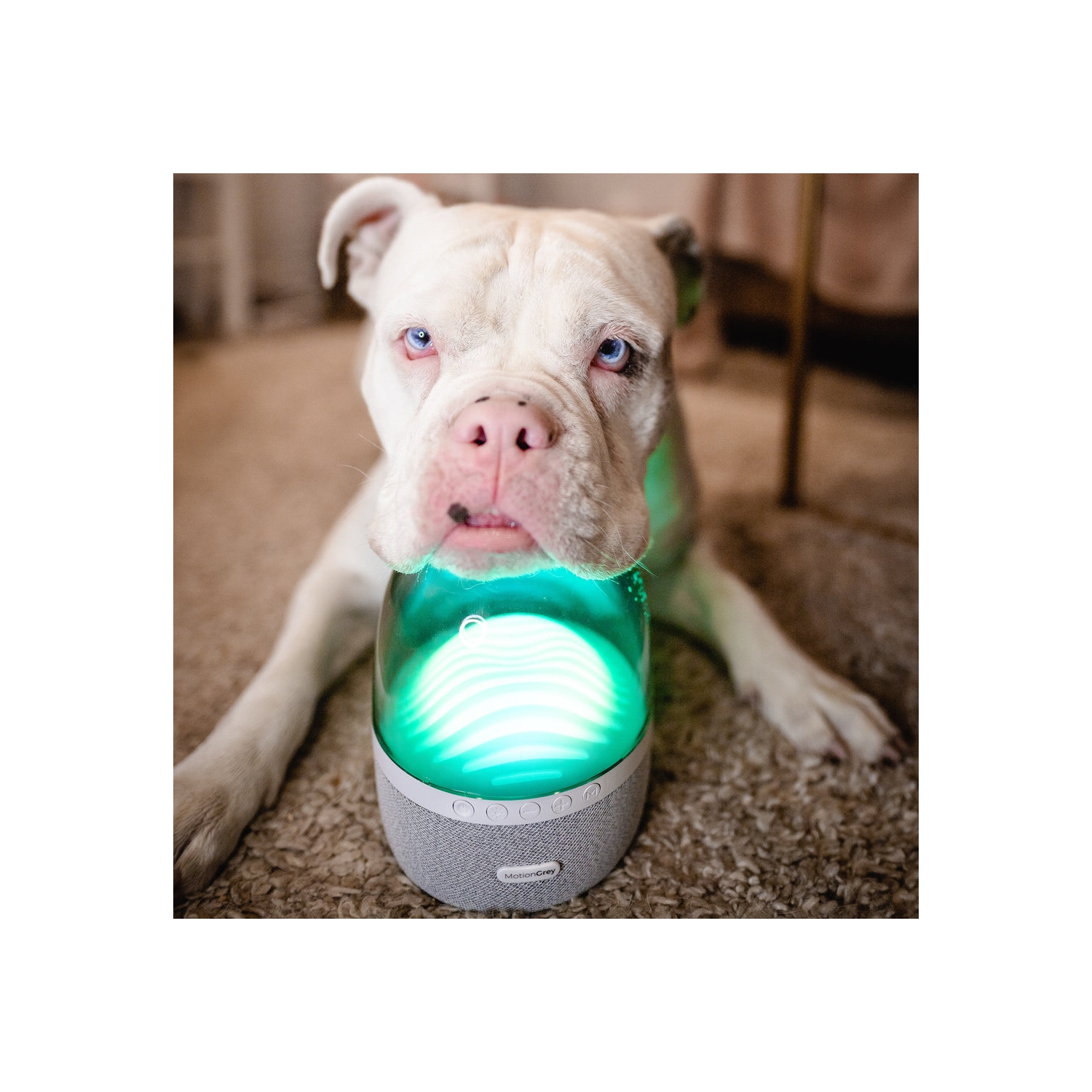 MotionGrey 1 Pack 4x6 Direct Thermal Shipping Labels 500 Labels/Roll, White Permanent Adhesive, Compatible with Rollo Zebra Printers for UPS FedEx