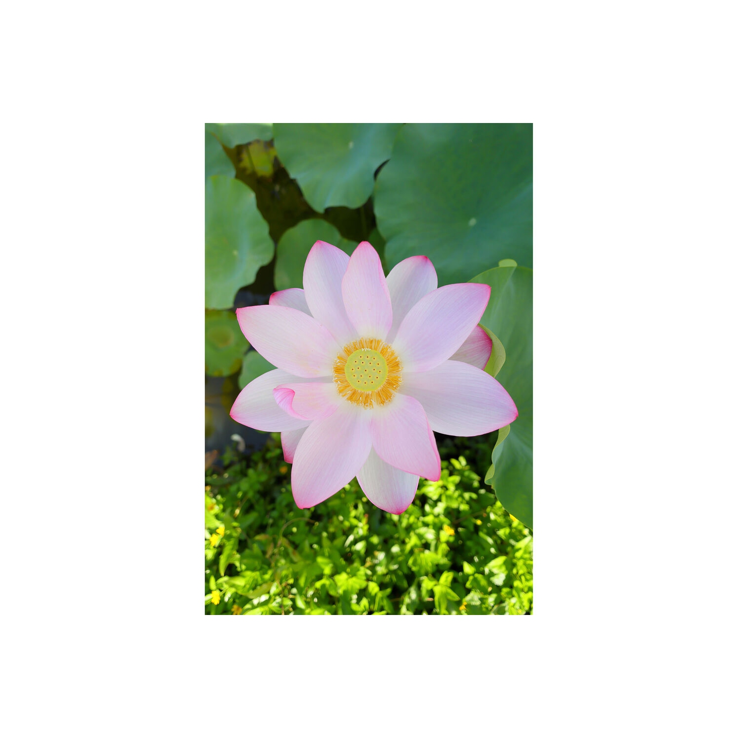 Objectif STM RF 16 mm f/2.8 de Canon + filtre + sac à dos + carte 64 Go + plus