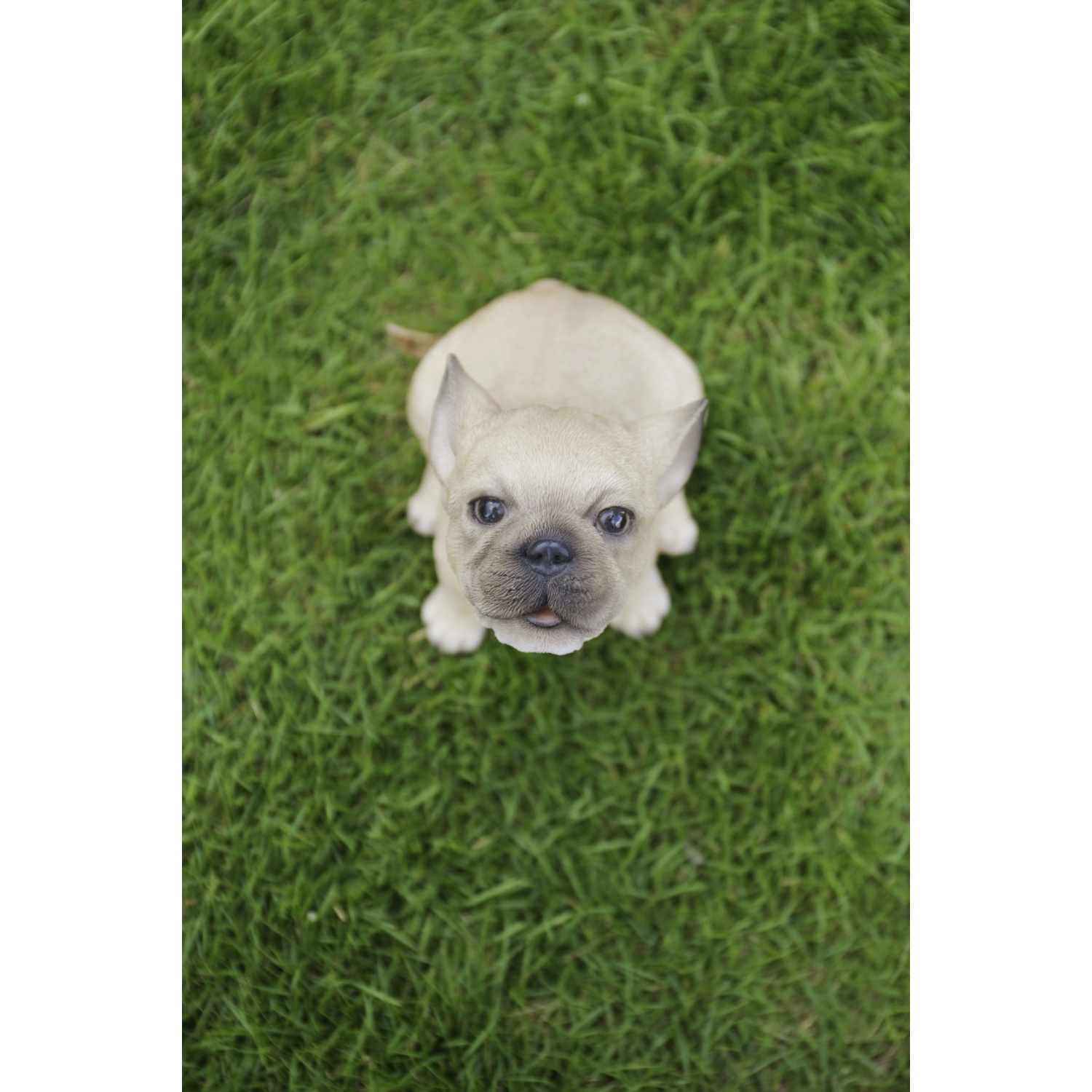 Hi-Line Gift Ltd French Bulldog Puppy Howling