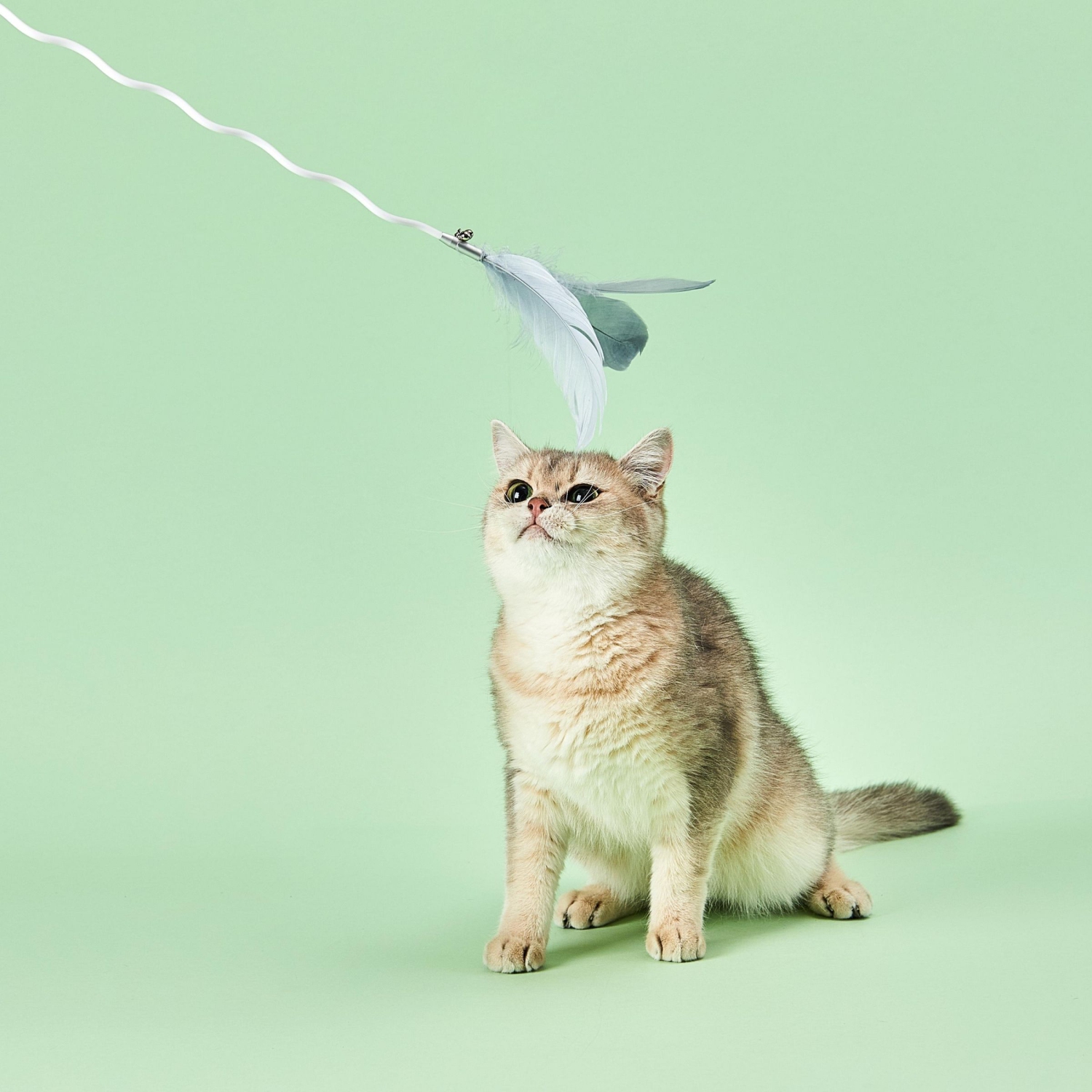 PETKIT Bingo Jouet pour Chat, Jouet Pliable, Jouet Amovible