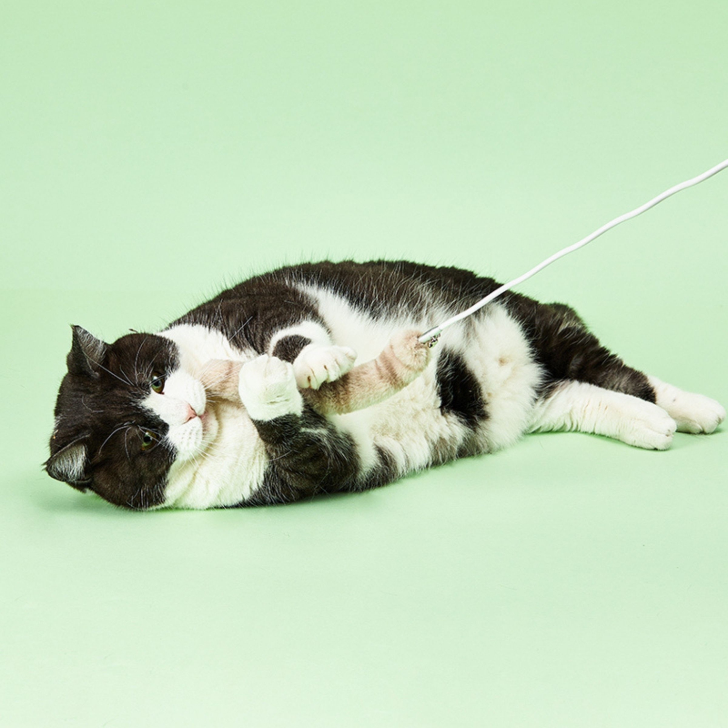 PETKIT Bingo Jouet pour Chat, Jouet Pliable, Jouet Amovible