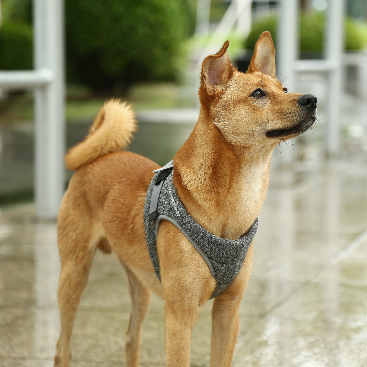 Harnais Air Pro, mousse légère, absorbant les chocs, respirant, pour chats et chiens