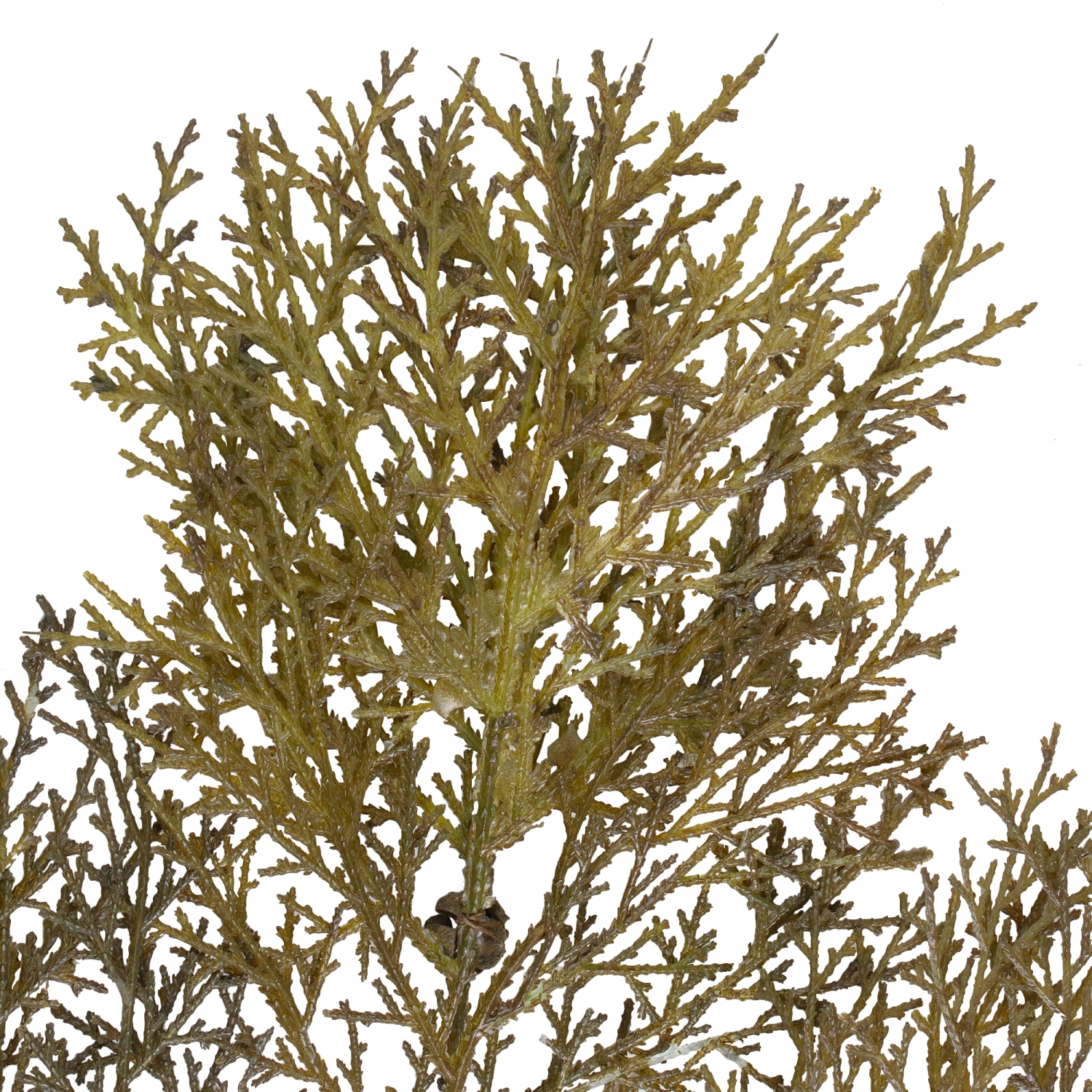 Branches de cèdre vert et cônes de 30.5 po en aérosol artificiel