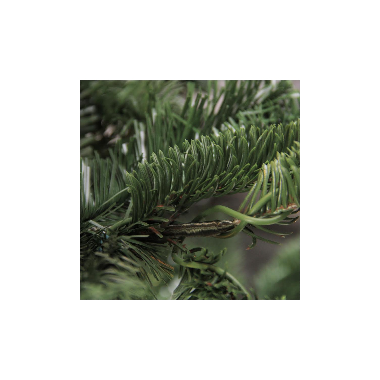 6.5 ft Layered Nordmann Fir Artificial Christmas Tree - Unlit