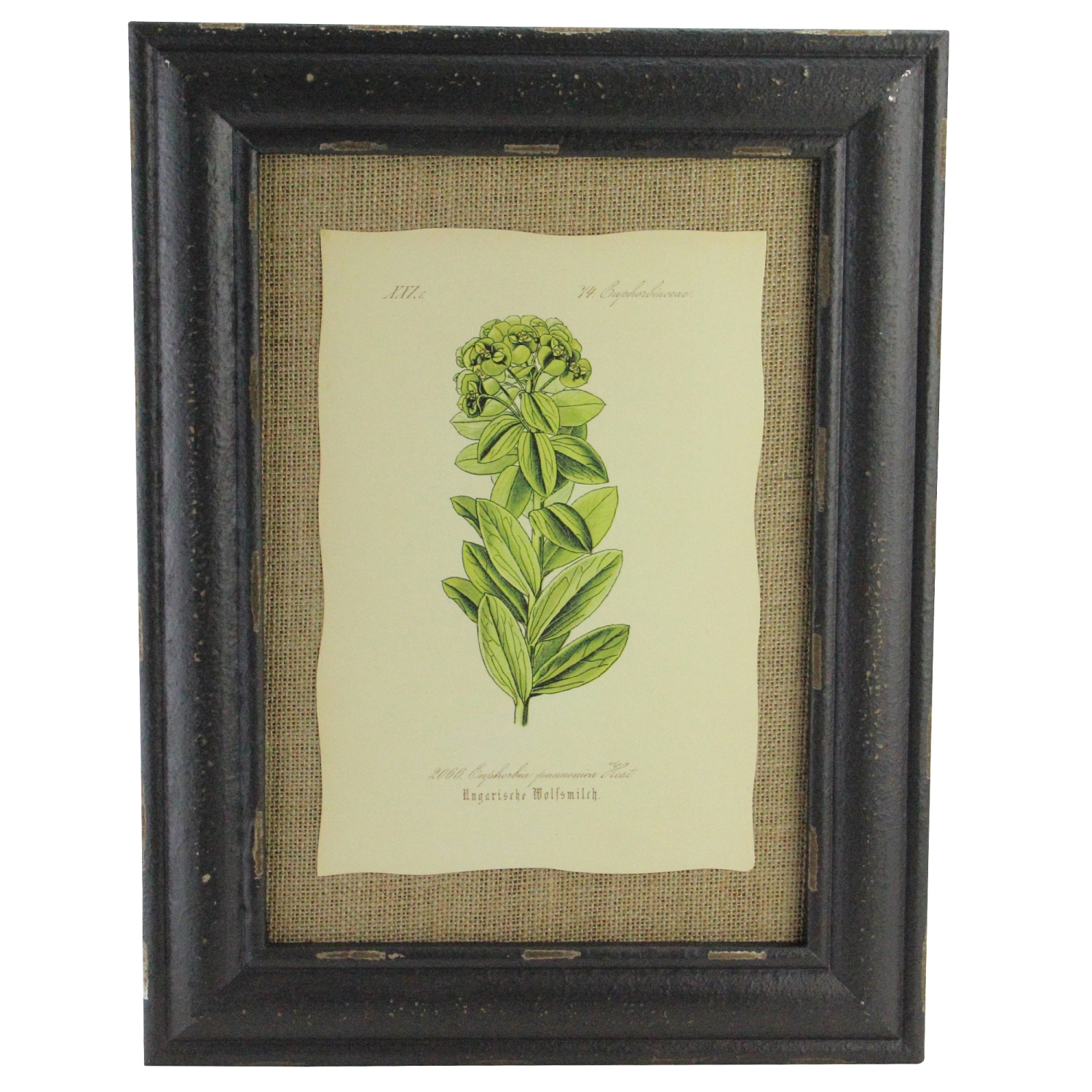 16.5" Botanic Beauty Decorative Euphorbia Pannonica Print with Burlap Accent Framed Wall Art