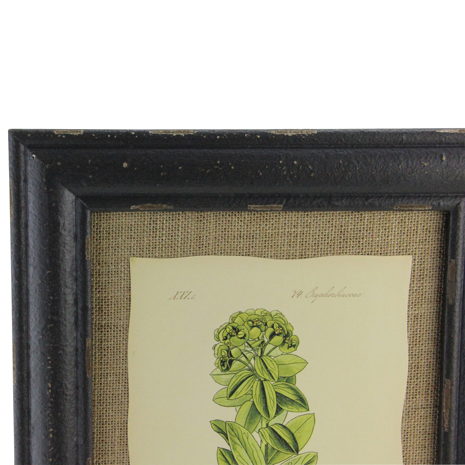 16.5" Botanic Beauty Decorative Euphorbia Pannonica Print with Burlap Accent Framed Wall Art