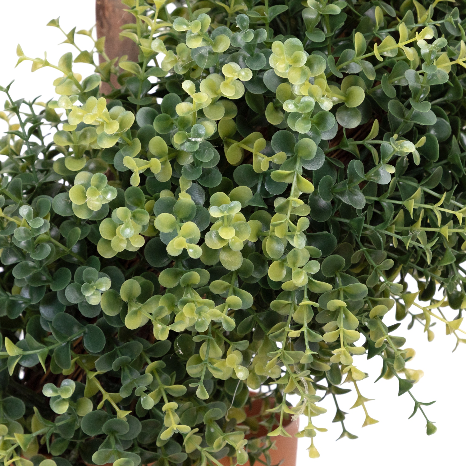 5.5' Potted Two-Tone Artificial Boxwood Spiral Topiary Tree