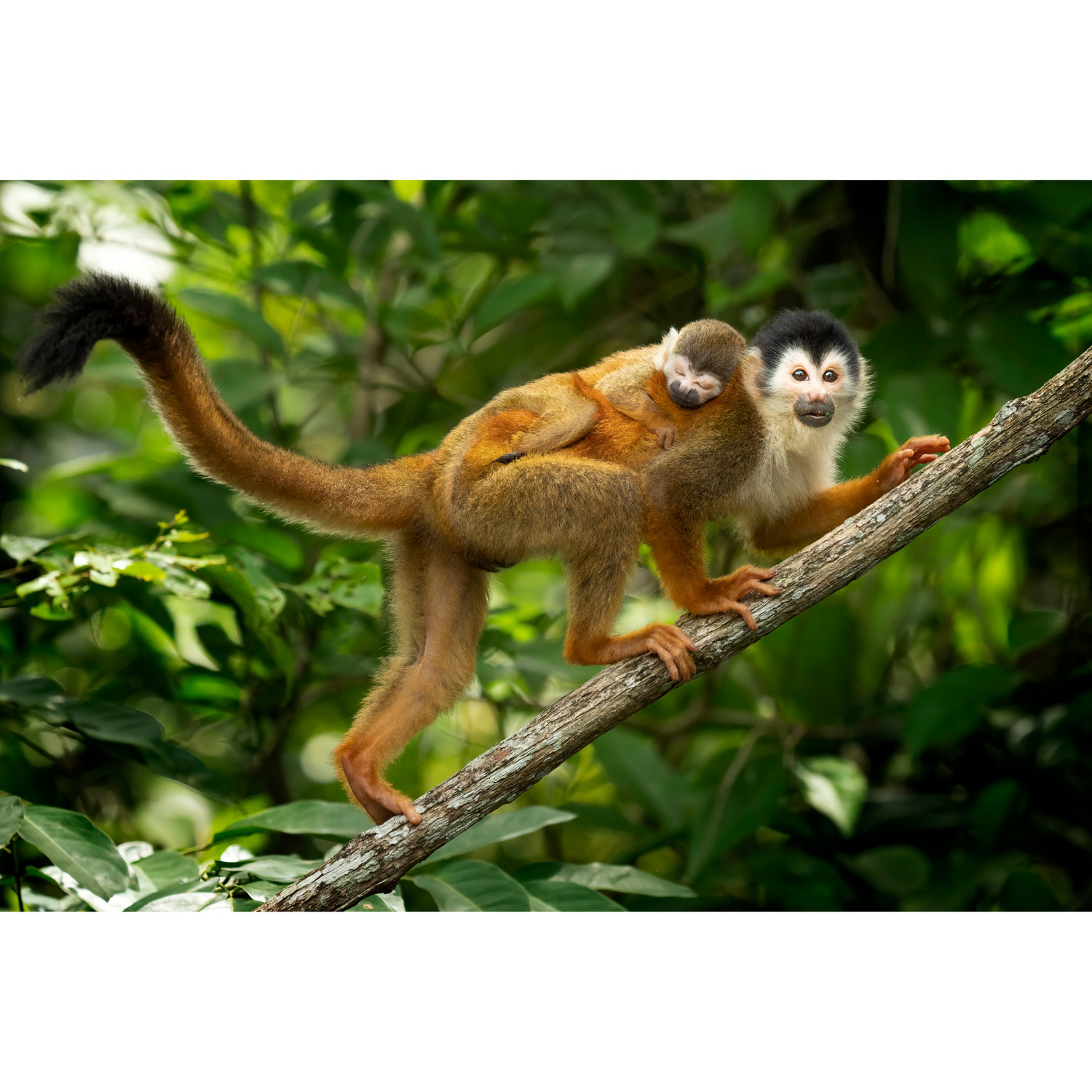 Téléobjectif zoom plein format à monture E FE 100-400 mm f/4,5-5,6 GM OSS G Master de Sony