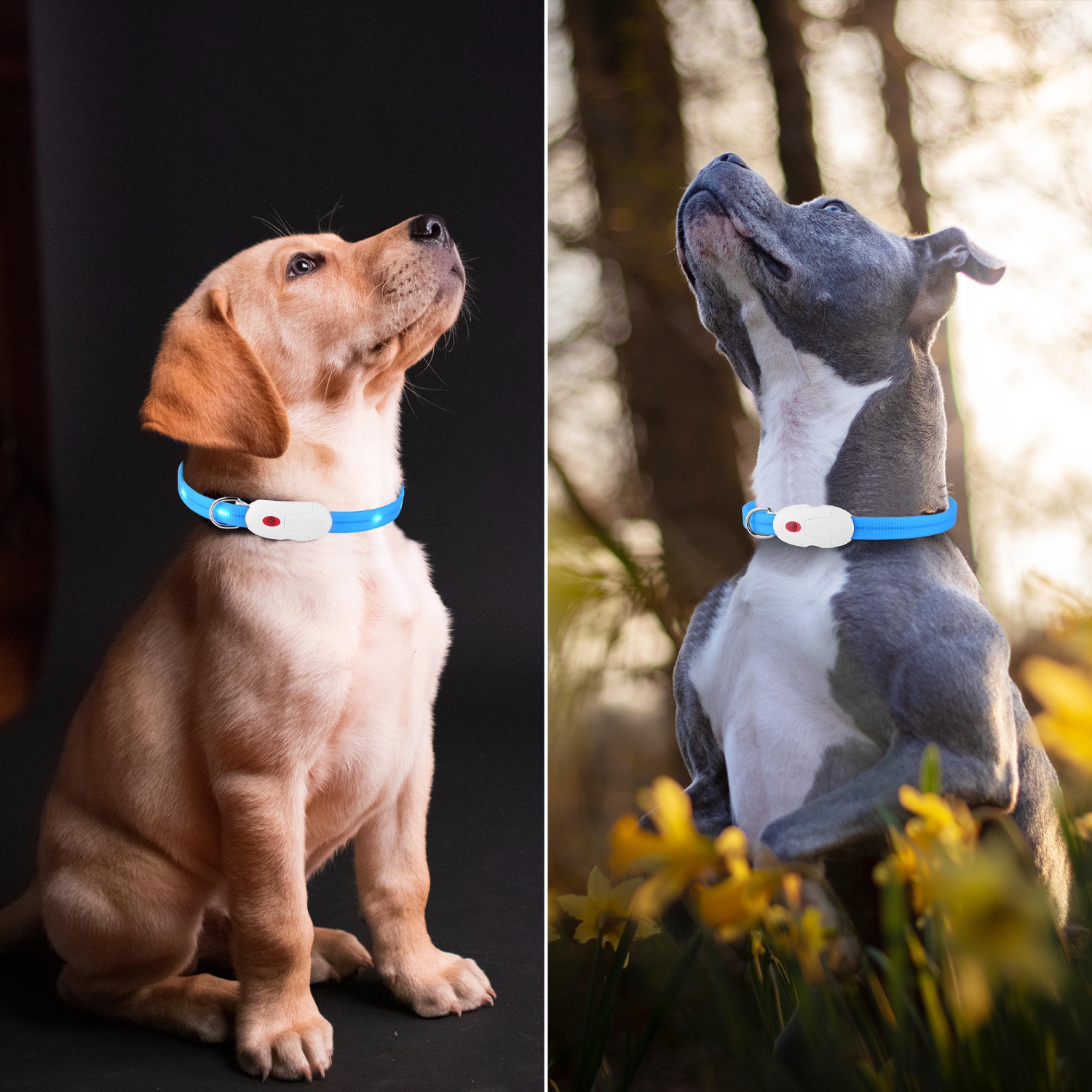 22.64 inches 360 degree LED Dog Collar - USB Rechargeable Cuttable Glowing Dog Necklace for Small Medium Large Dogs - WOMEOW