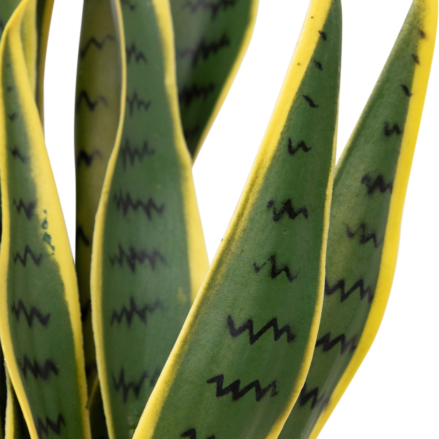 Real Touch Artificial Potted Striped Leaf Dracaena Snake Plant - 29"
