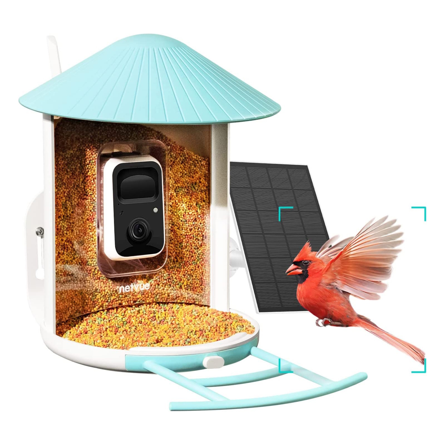 Netvue Birdfy - Battery Powered Bird Feeder Camera with Solar Panel, AI Bird Species Recognition, WiFi Camera, Automatic Image/Video Capture, IP65 Waterproof (Birdfy Feeder+Solar)