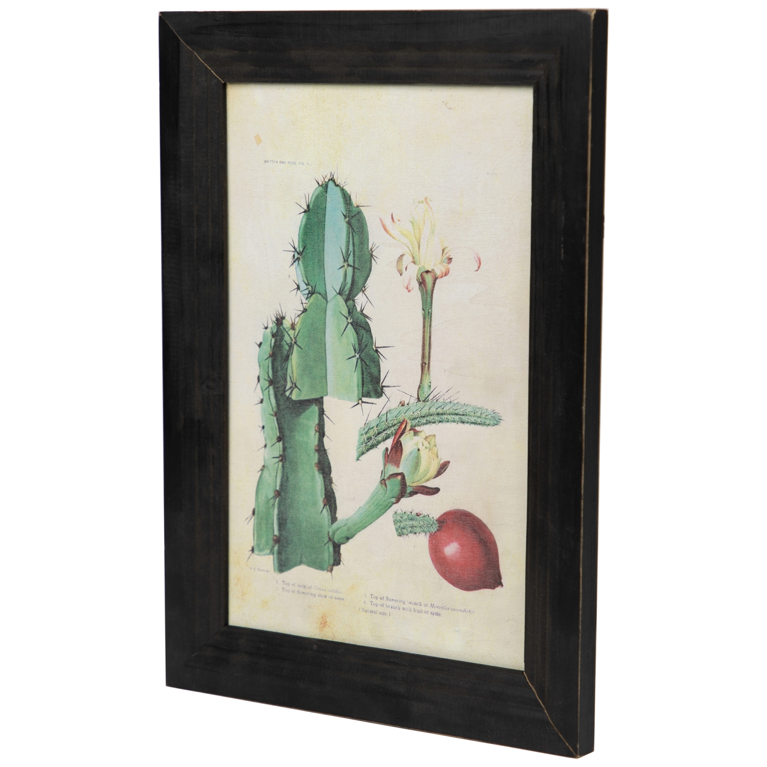 Framed Floral Cactus Photo Frame Wall Art - 14"