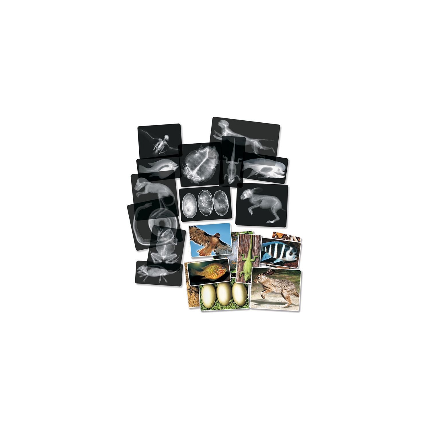 Ensemble de 14 radiographies d'animaux