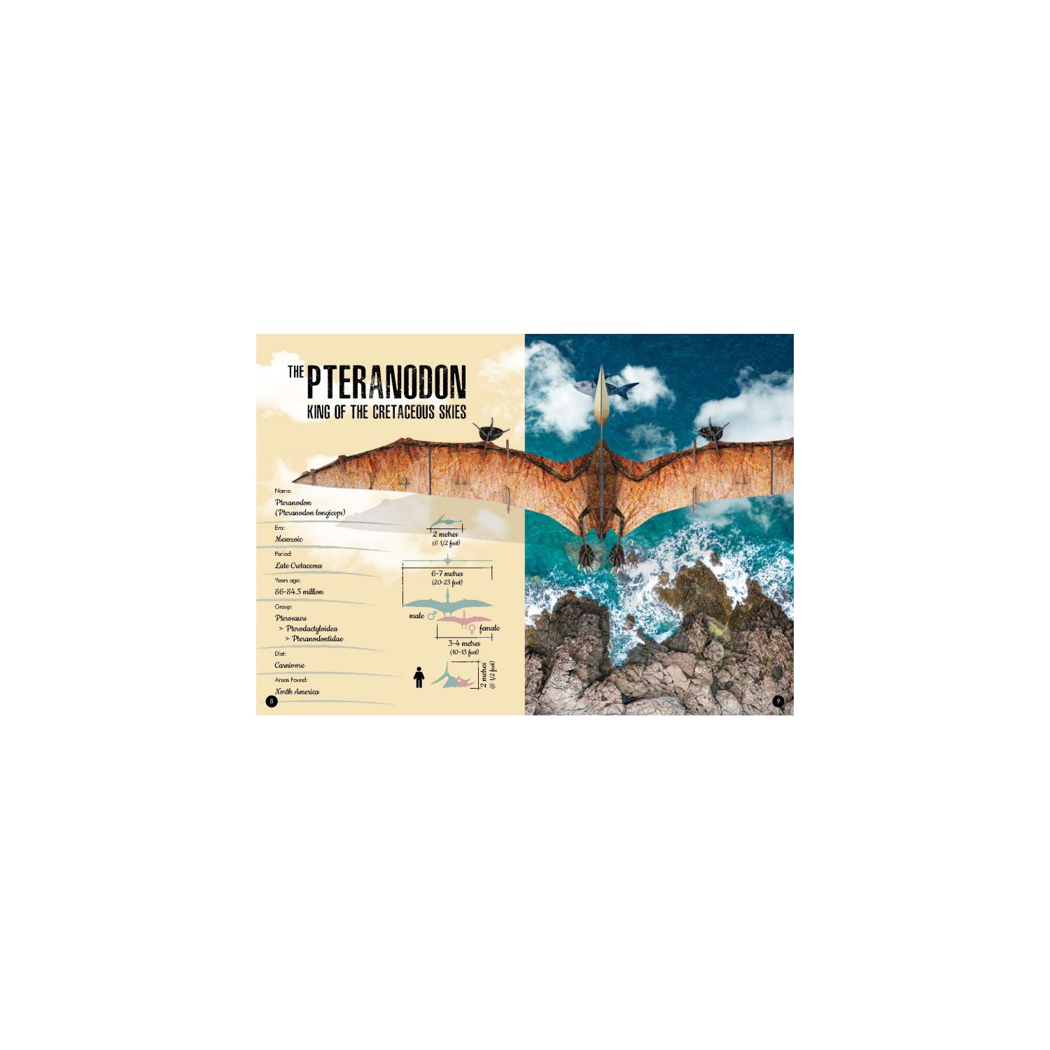 The Age of Dinosaurs - 3D Model Pteranodon