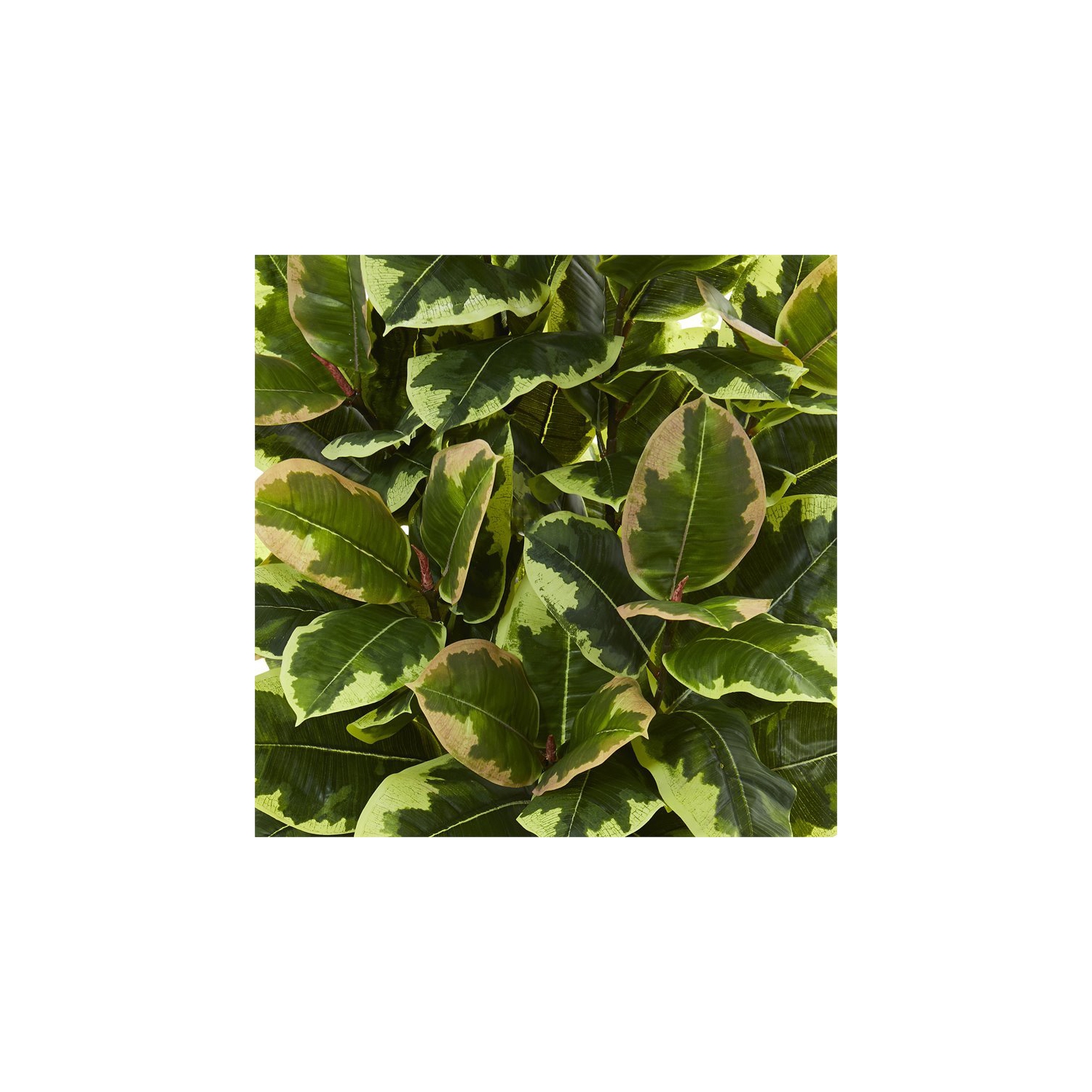 Variegated Rubber Leaf Artificial Plant in White Tower Vase in Green/White