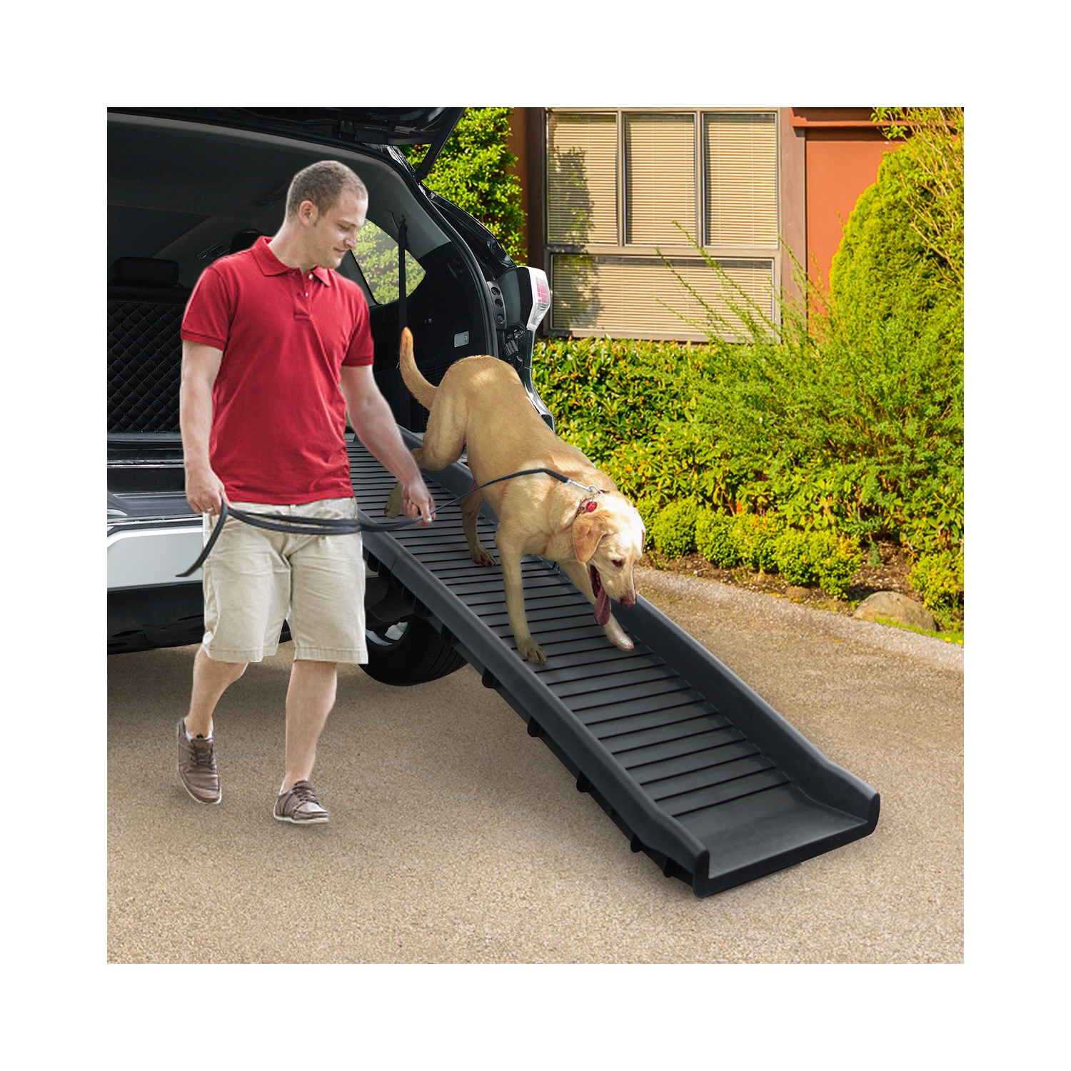 dog car ramp petsmart