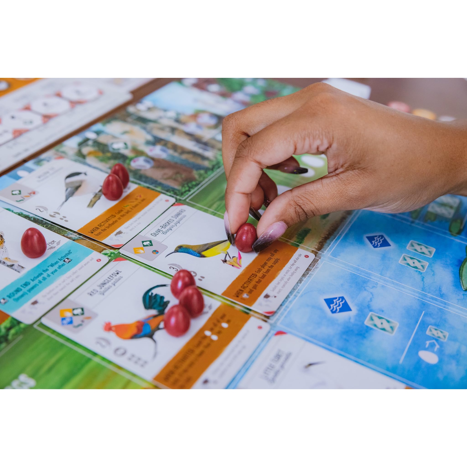 Stonemaier Games Wingspan Asie 1-2 joueurs, 10 ans et plus, 40-70 ...
