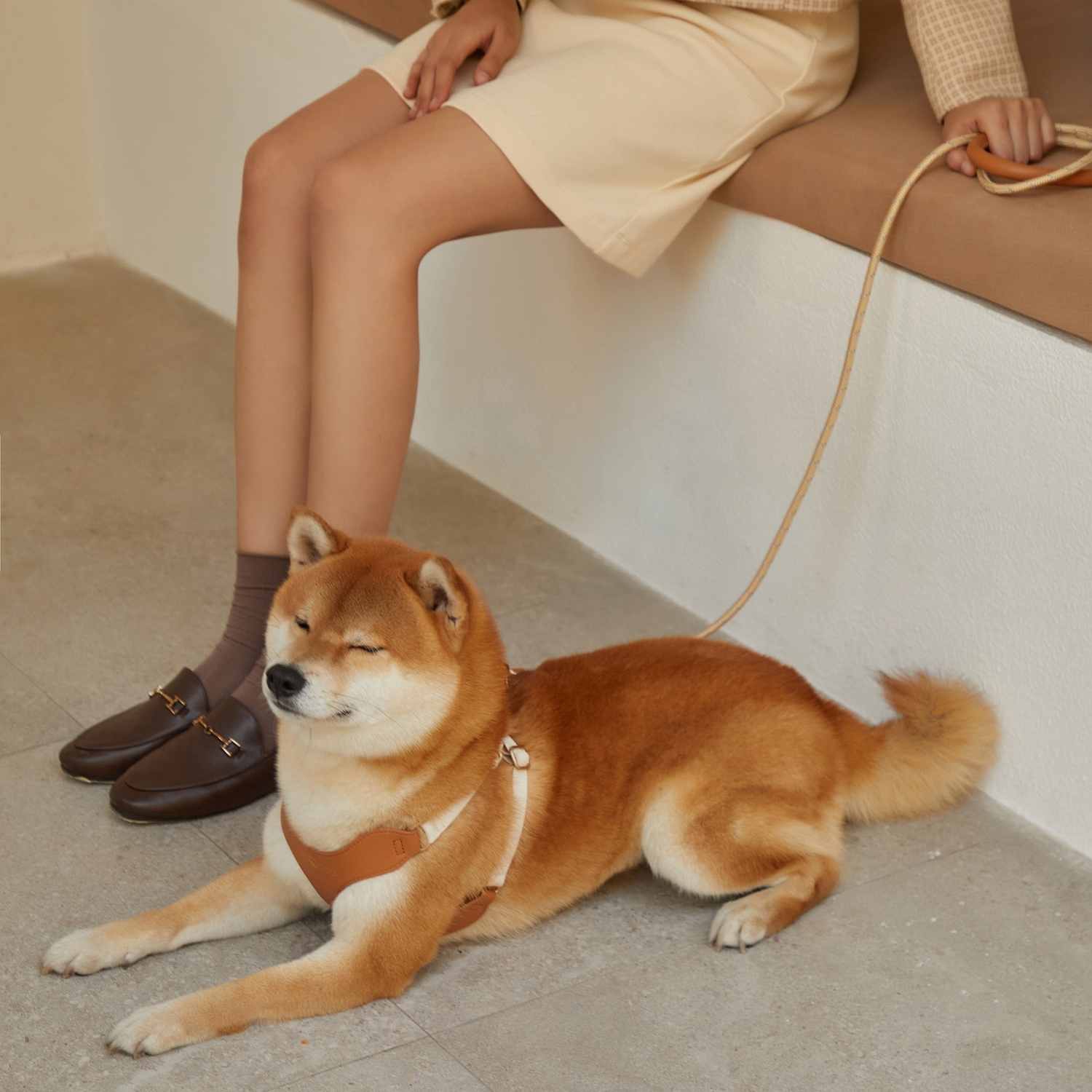 Harnais pour chien et laisse en cuir VOOCOO OOTD P