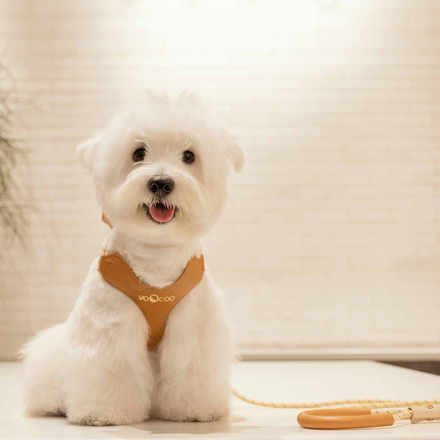 Harnais pour chien et laisse en cuir VOOCOO OOTD P