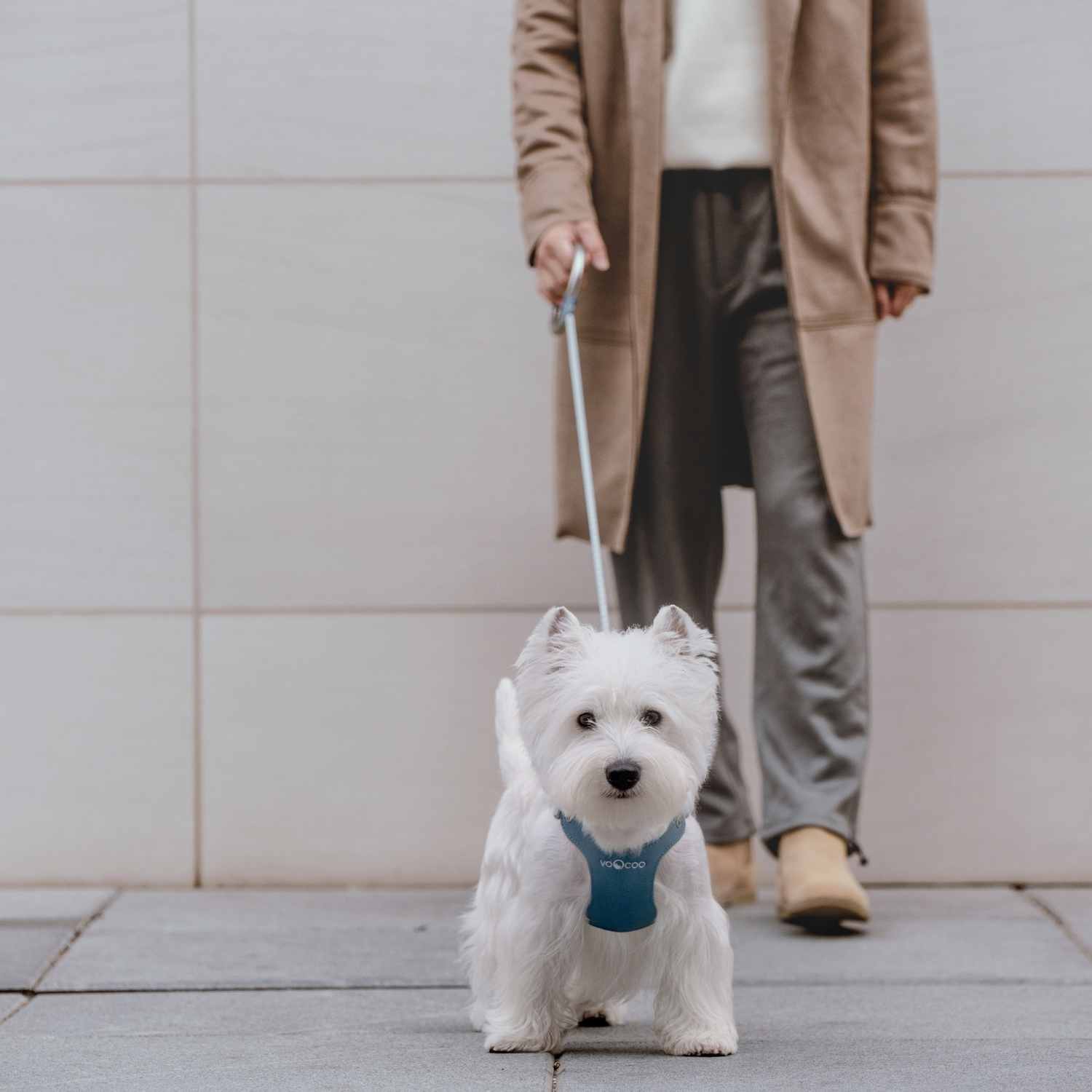 Harnais pour chien VOOCOO avec laisse en métal M