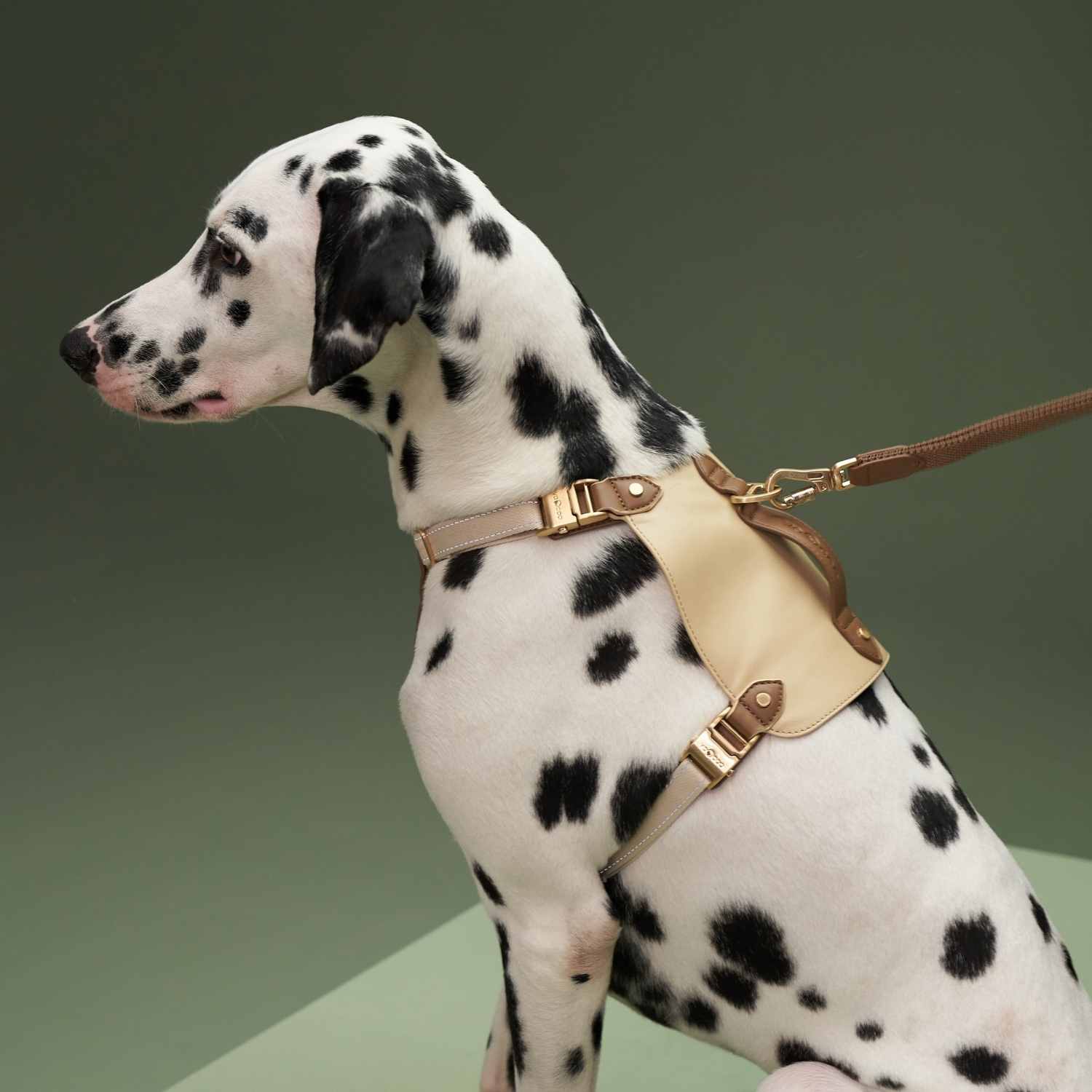 Harnais et laisse VOCOO Saddle Pet – Avoine, grand