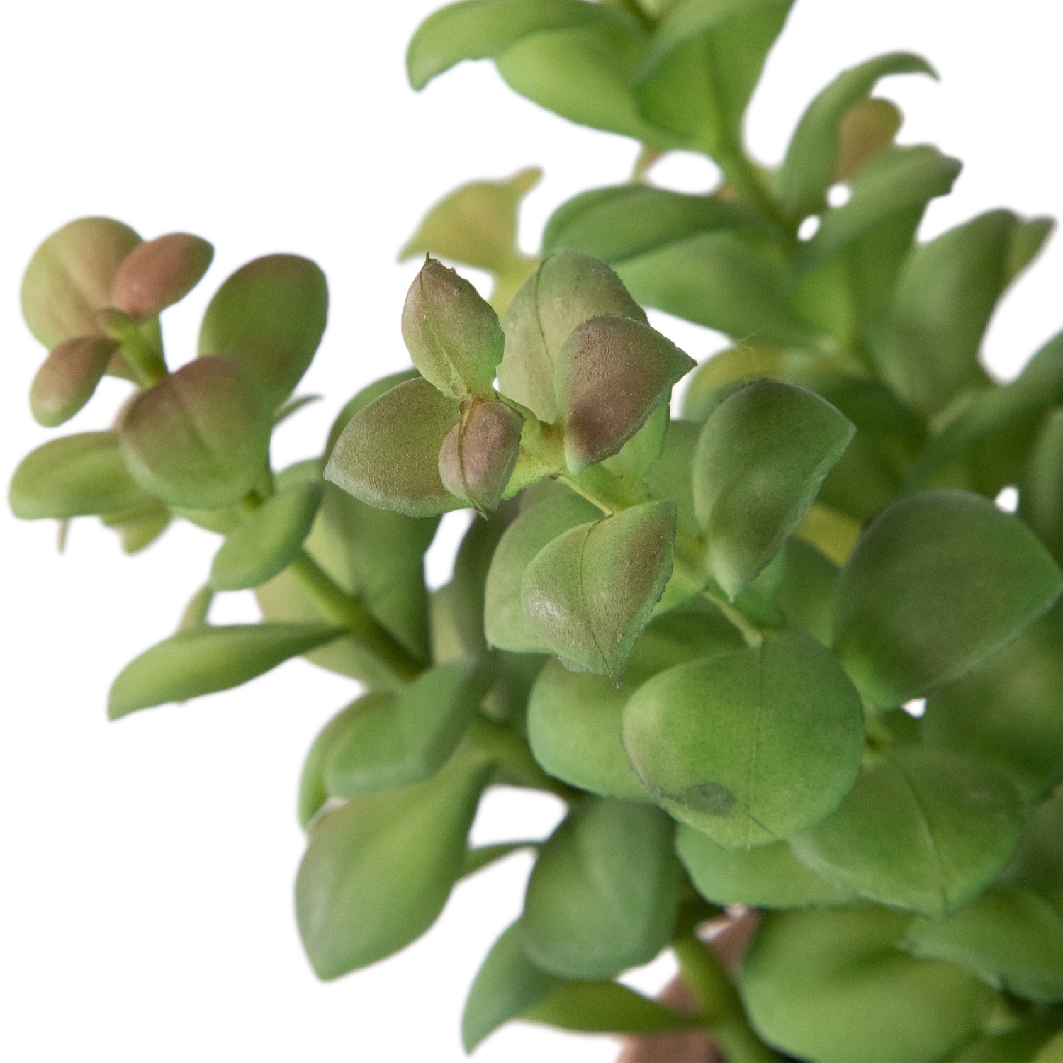 Véritable Touch™ – Pot de séismes de style boîte de lait vintage avec Privet artificiel - 14 po