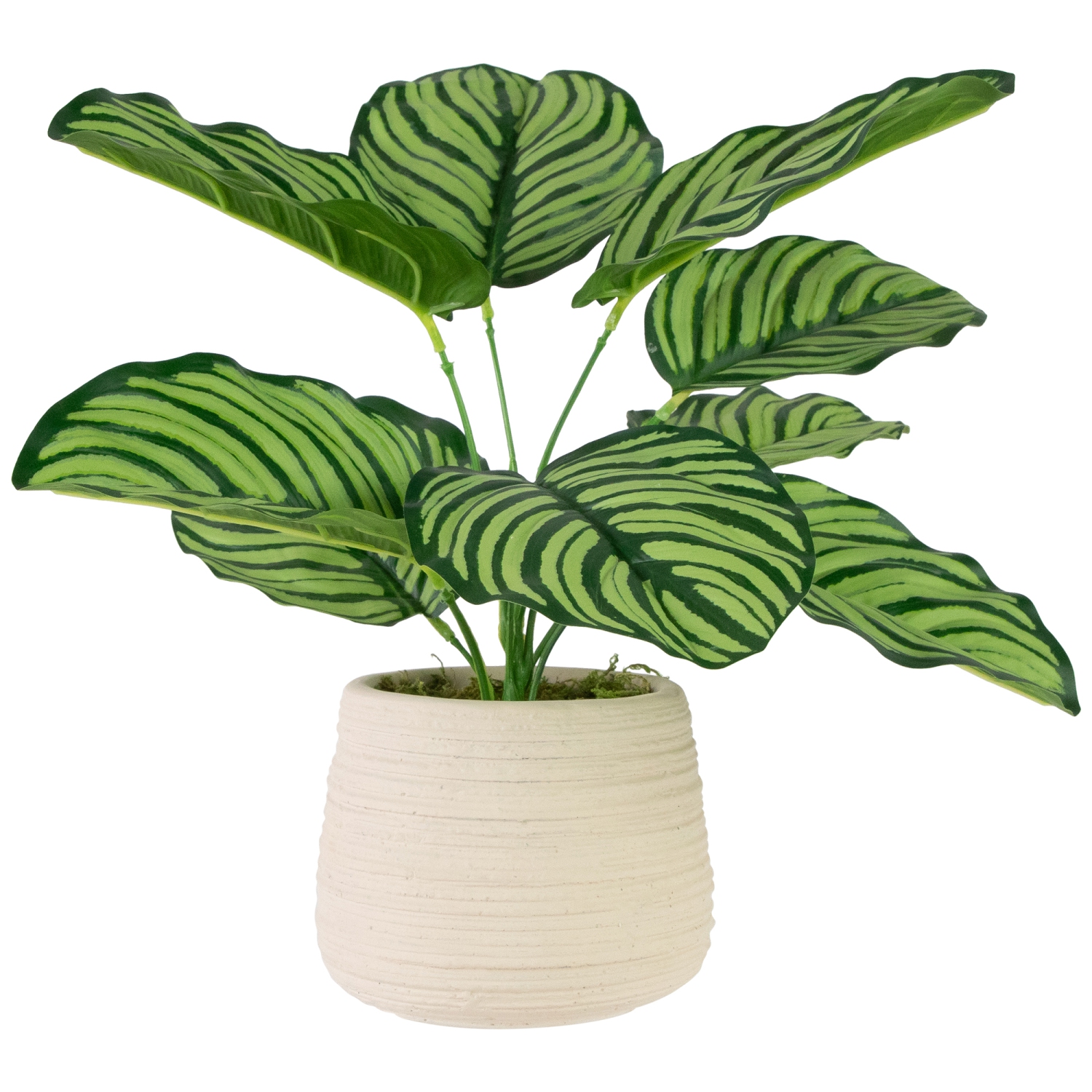13" Artificial Prayer Plant in Beige Ceramic Pot