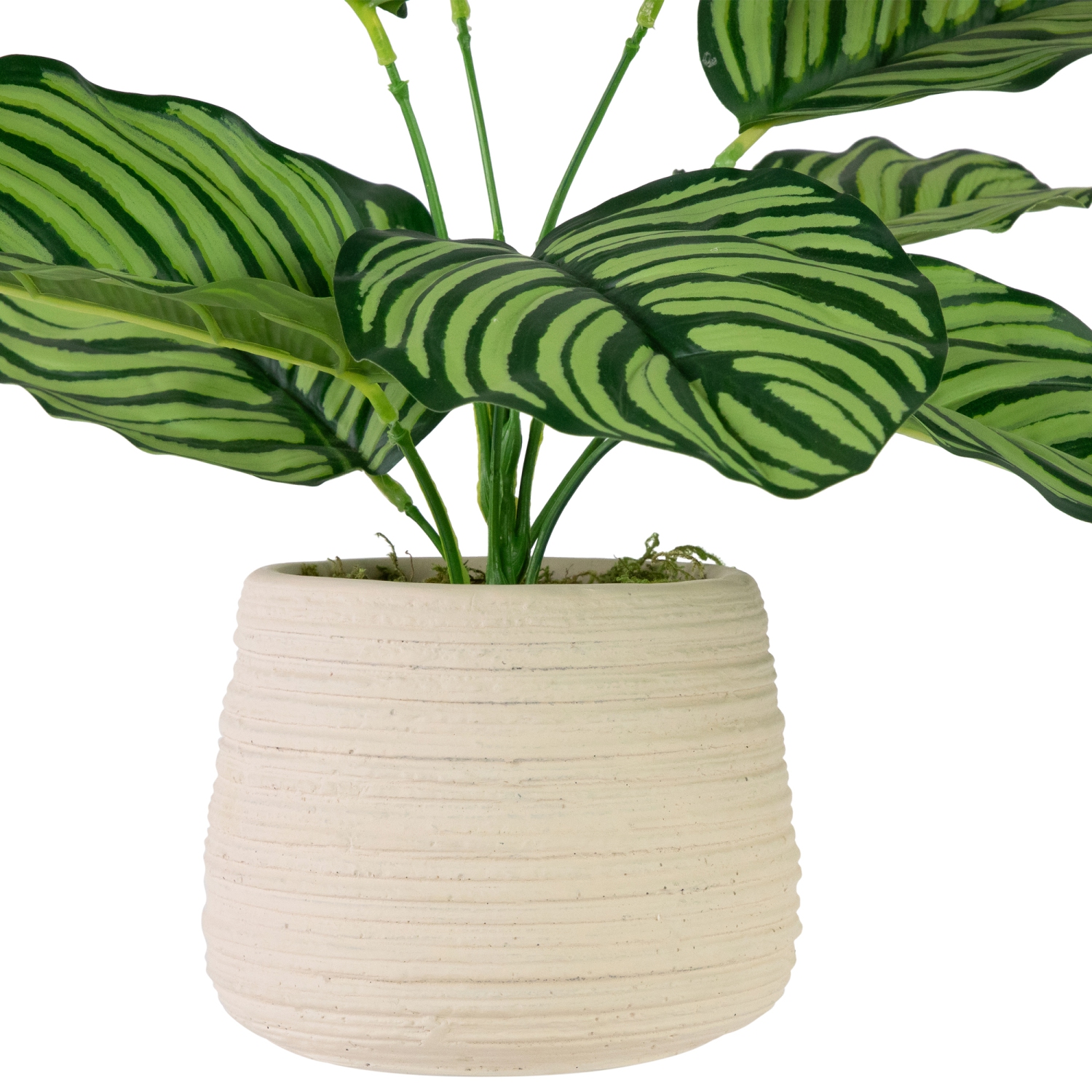 13" Artificial Prayer Plant in Beige Ceramic Pot