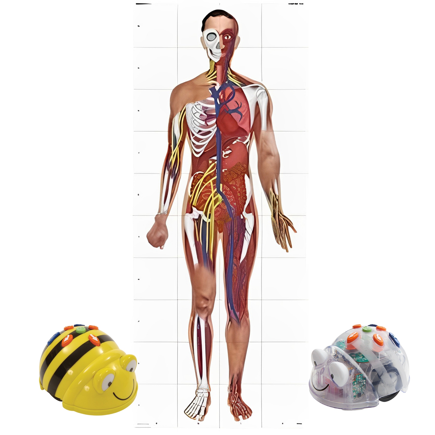 TTS Human Body Play Mat for Bee-Bot or Blue-Bot, Floor Mat Educational, Internal Human Organ Learning, Kid Carpet for Playroom & Kid Bedroom, Gift