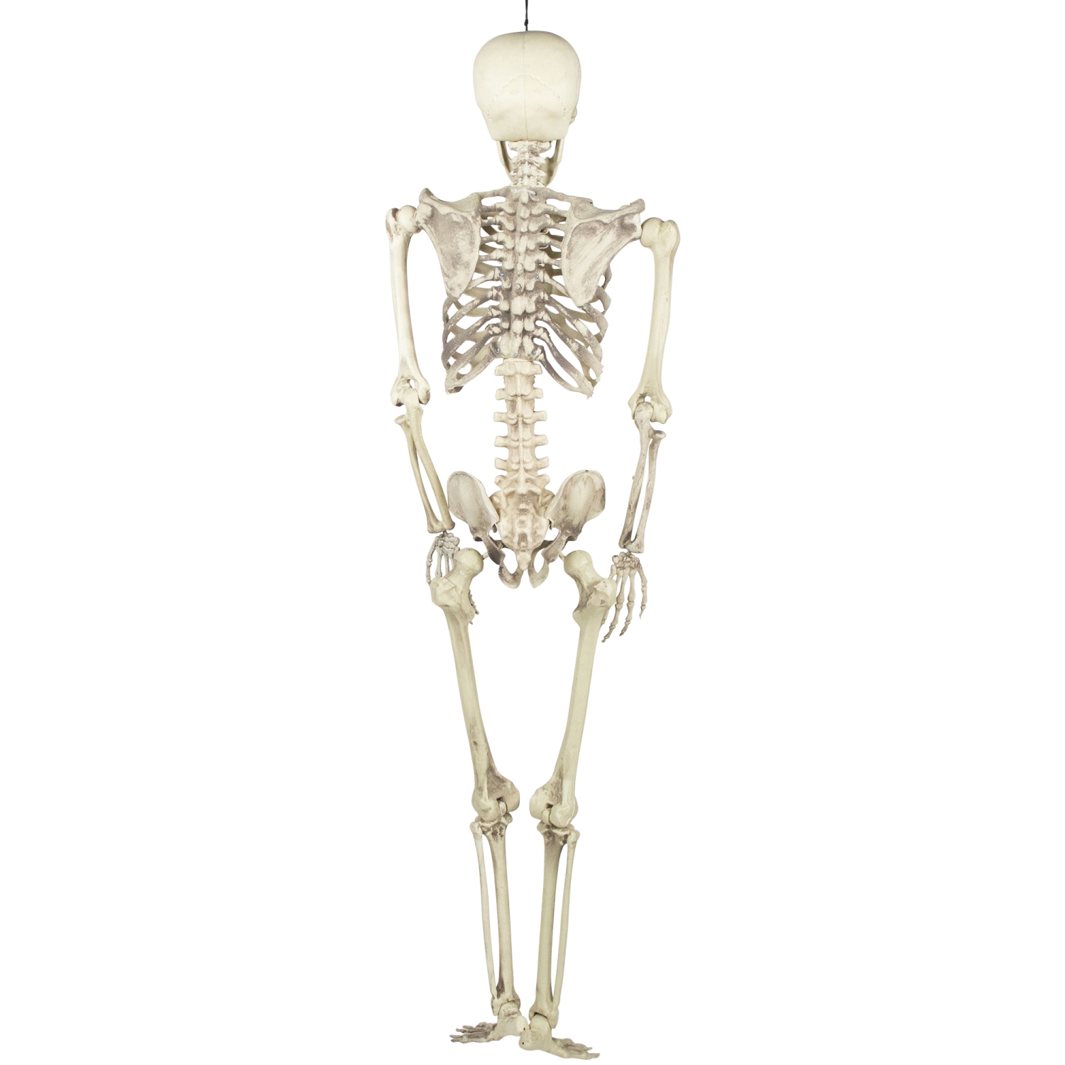 Life Size Skeleton Halloween Hanging Decoration - 5'