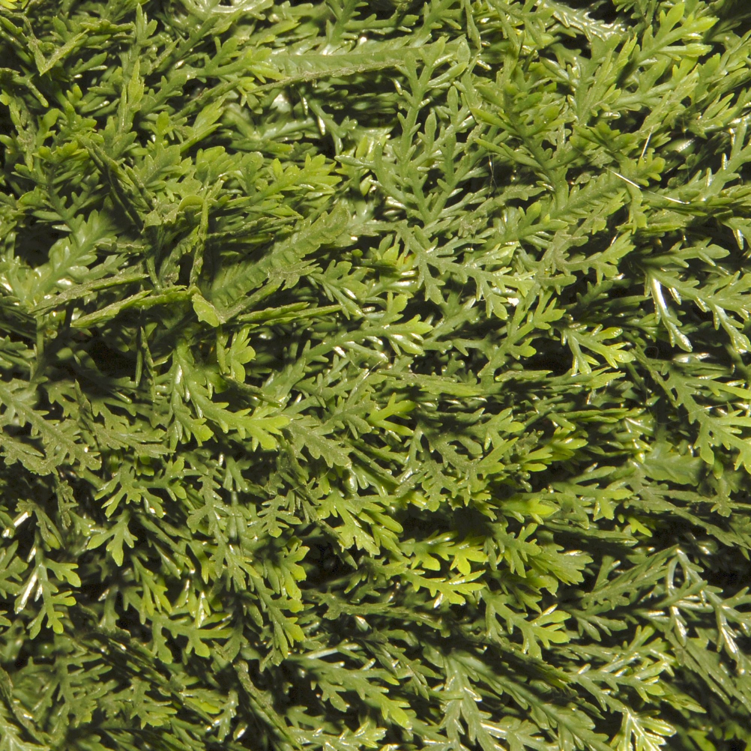 5' Potted Cedar Spiral and Ball Landscape Artificial Topiary Tree