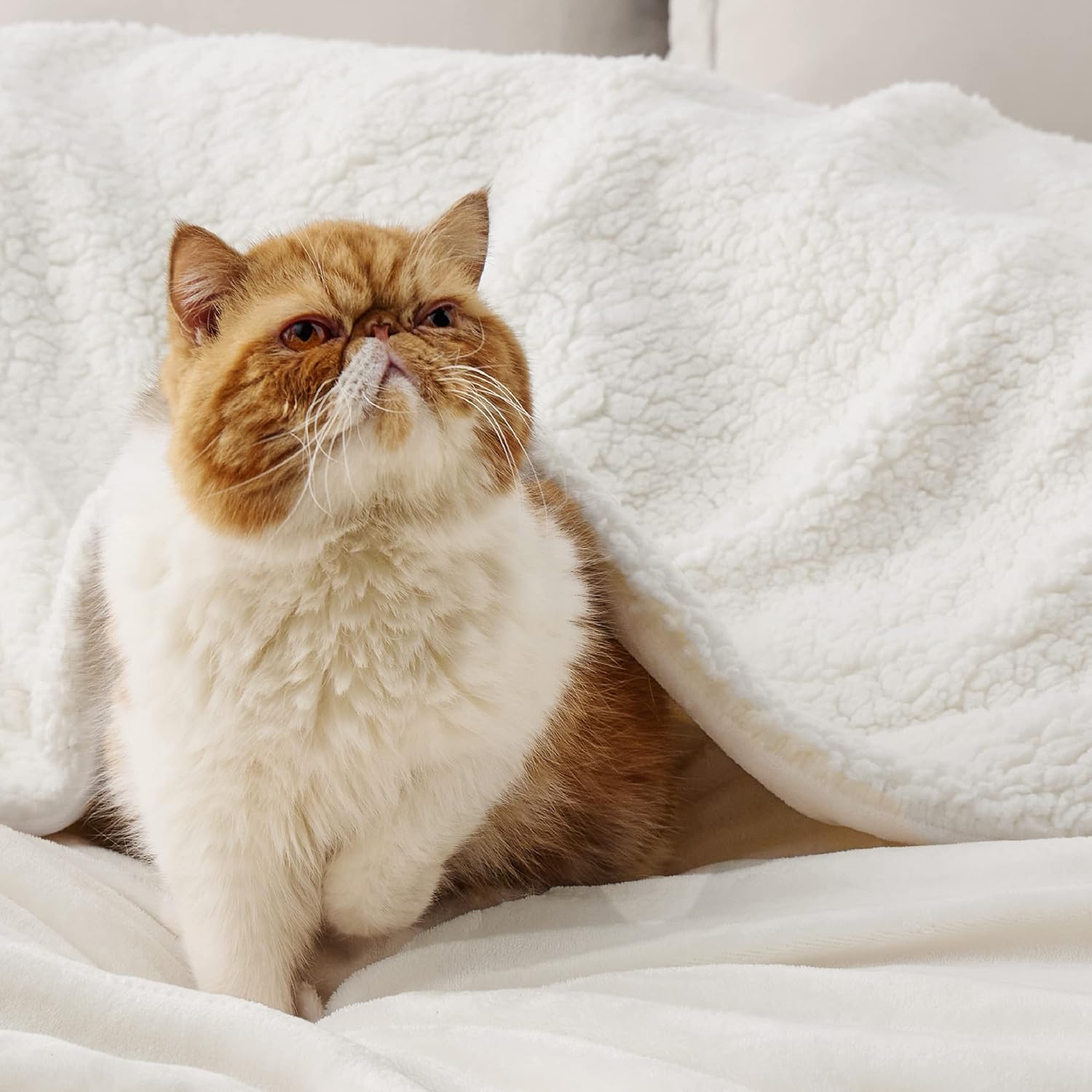 Bedsure Sherpa Fleece Throw Blanket for Couch - Thick and Warm Blankets, Soft and Fuzzy Throw Blanket for Sofa, Cream, 90x90 Inches