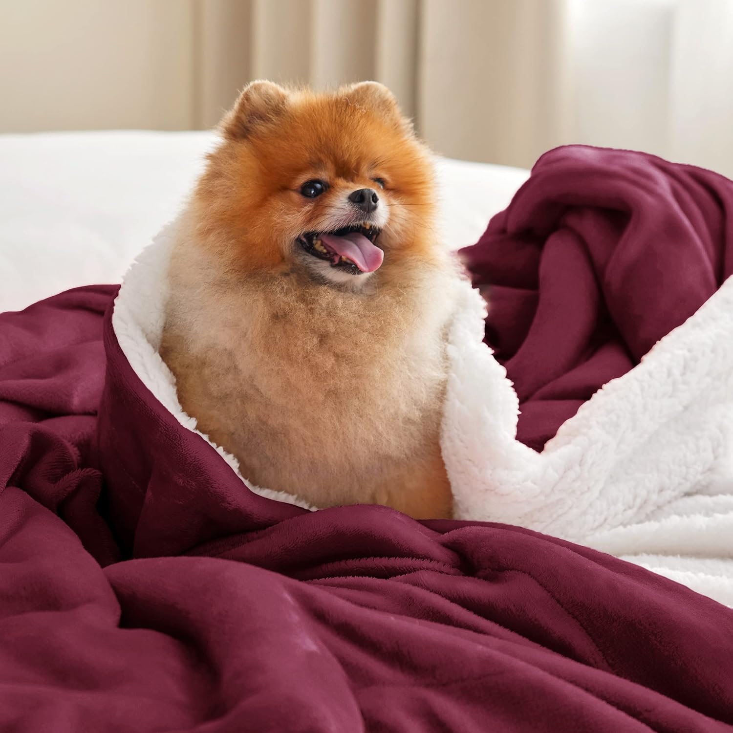 Pomeranian blanket sale