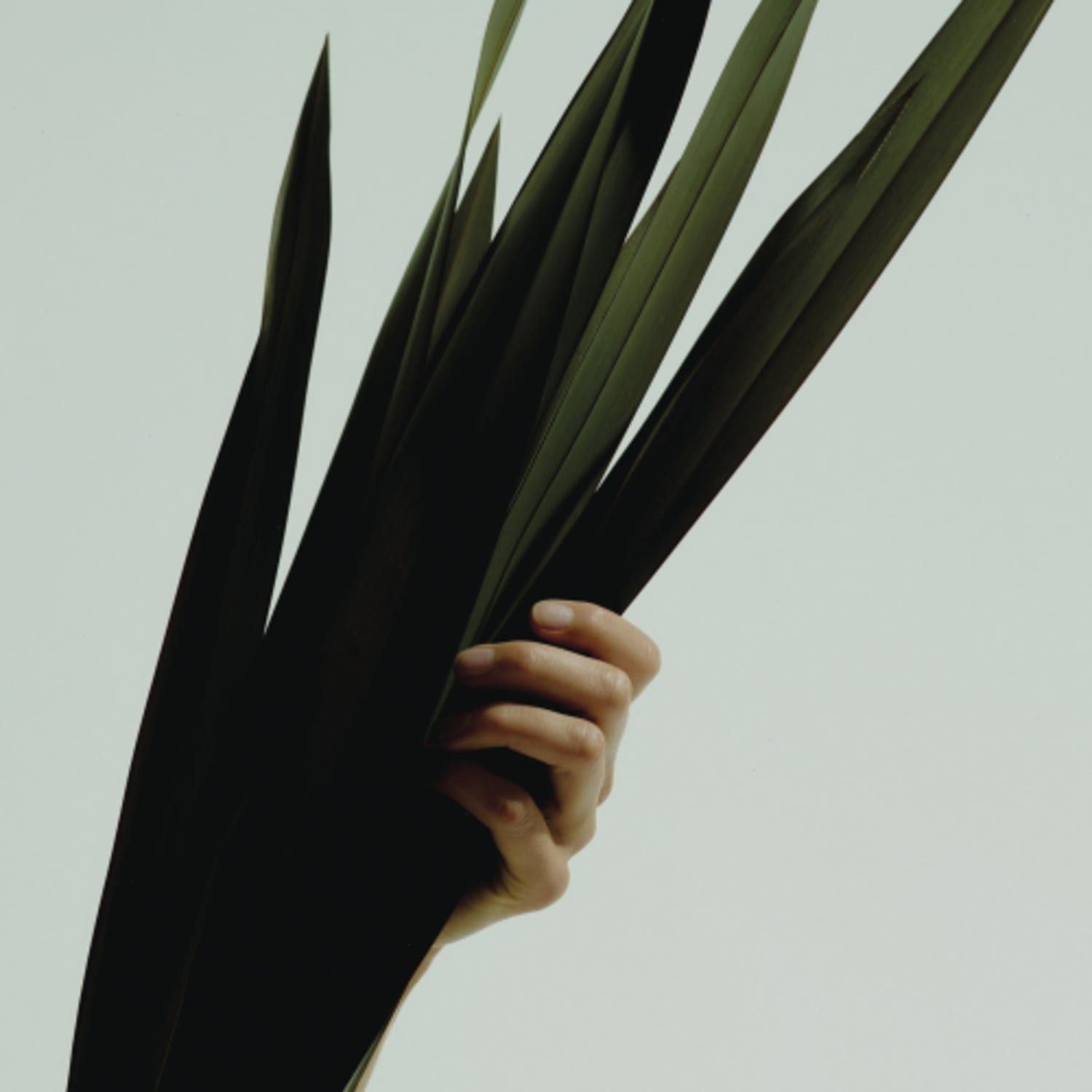 Wet - WEAK - [Vinyl]