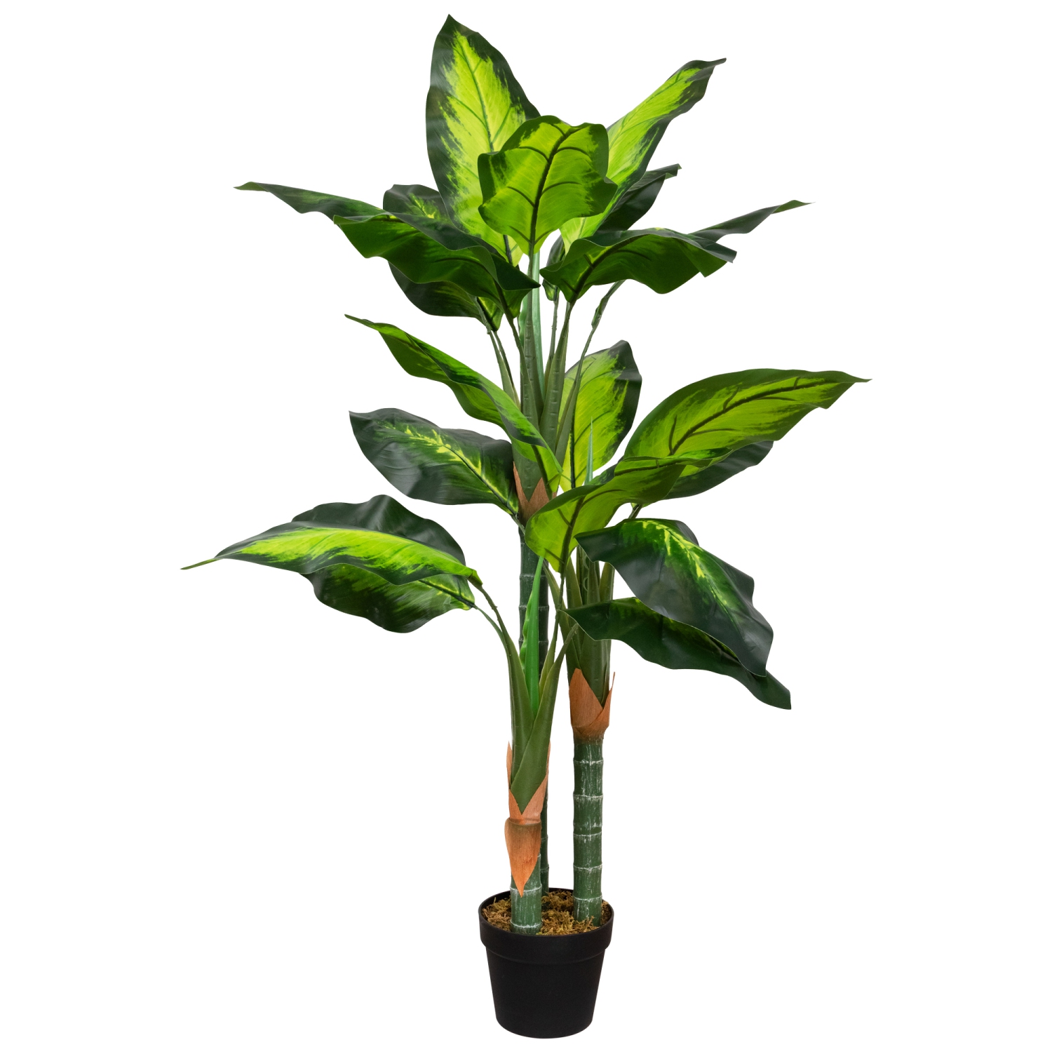 Wide Leaf Artificial Dieffenbachia Potted Plant - 51"