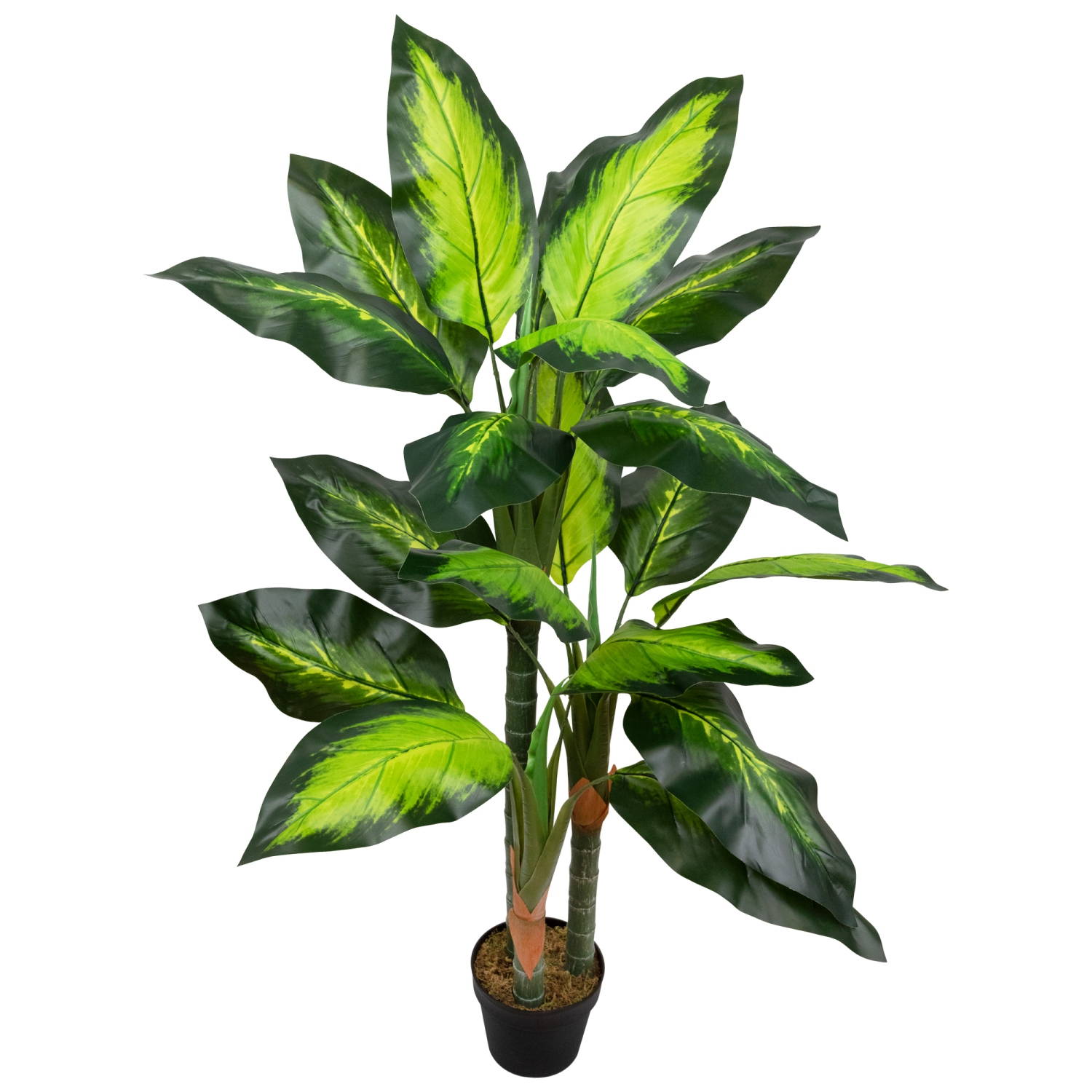 Wide Leaf Artificial Dieffenbachia Potted Plant - 51"