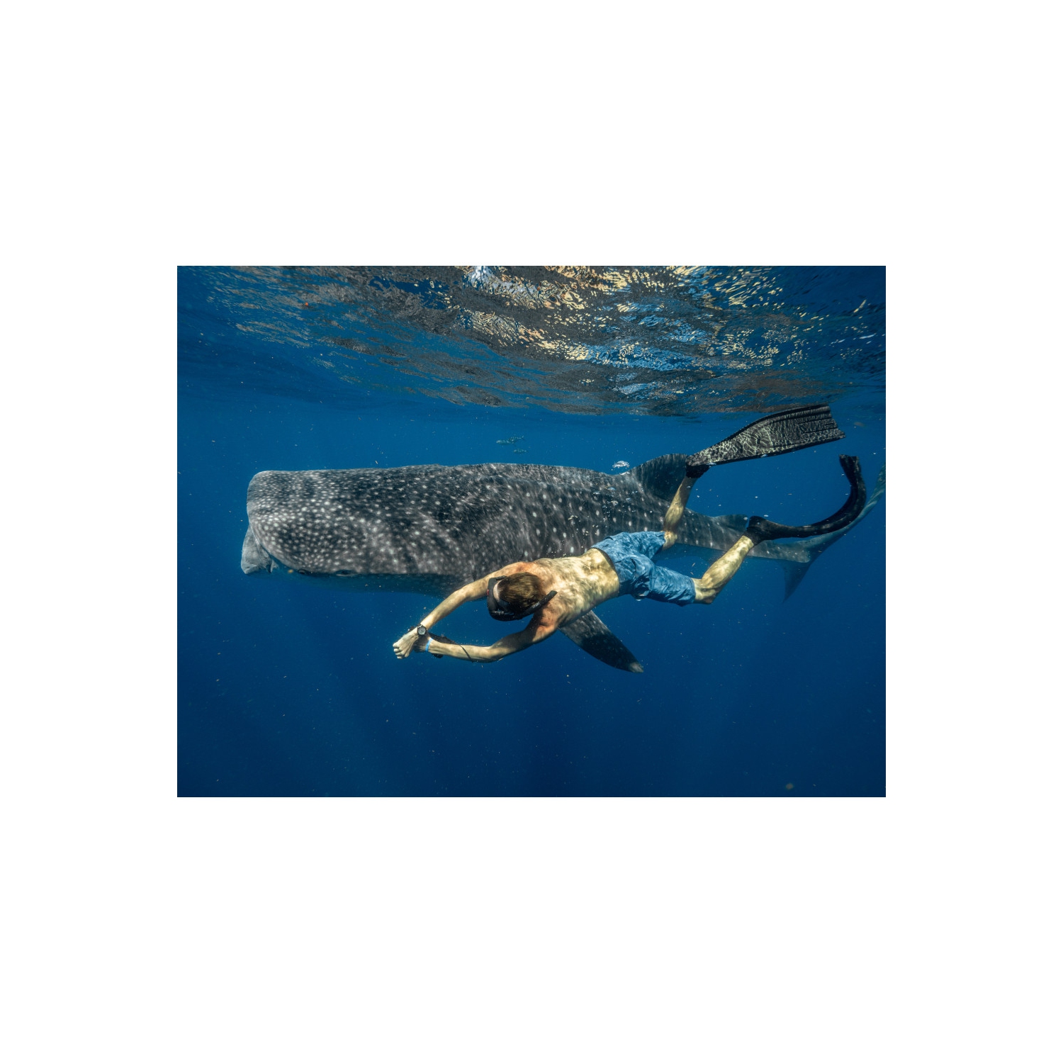 Montre automatique Promaster Dive pour hommes de Citizen 44&nbsp;mm avec boîtier et bracelet en inox noir et cadran jaune