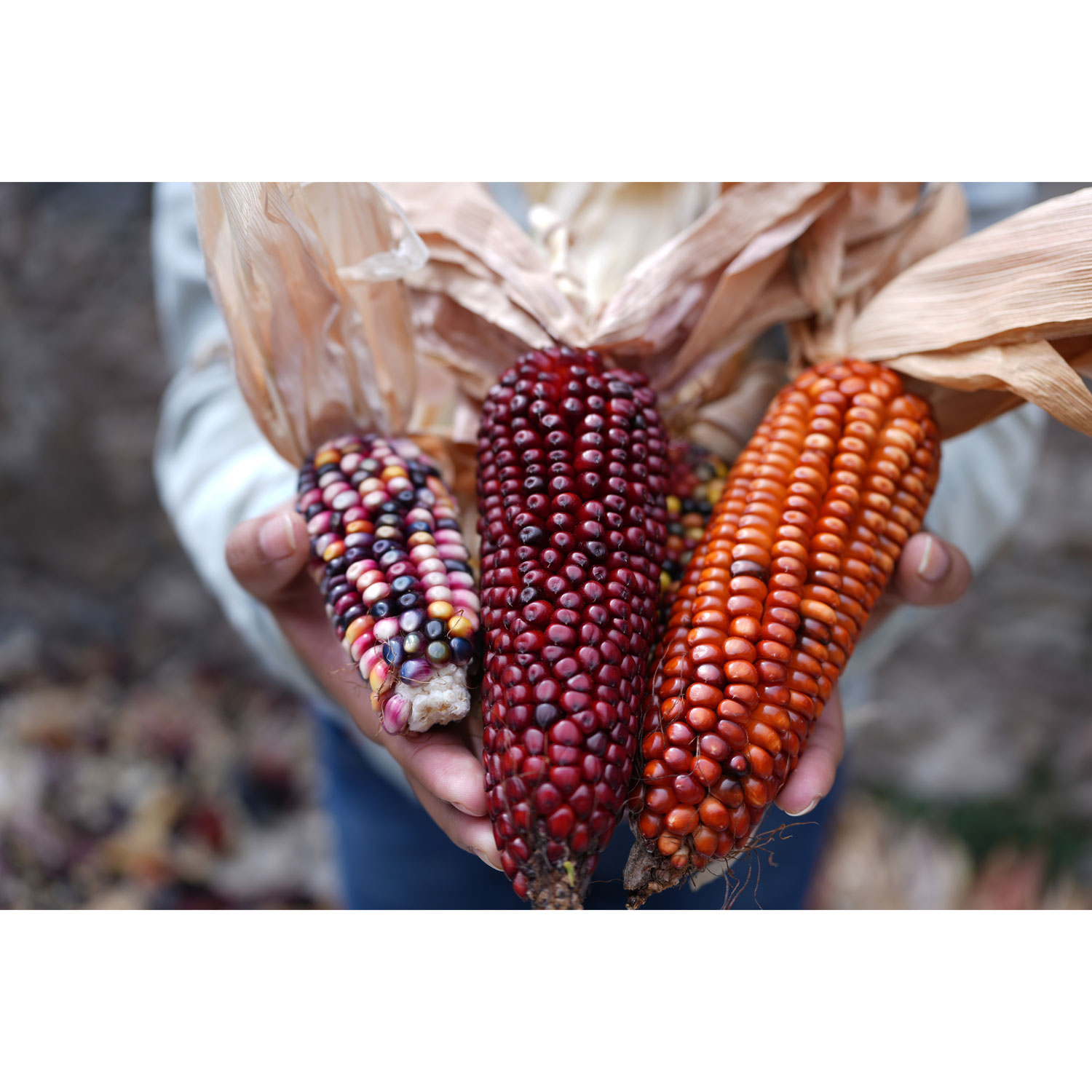 Objectif zoom G FE 24-50 mm f/2,8 de Sony