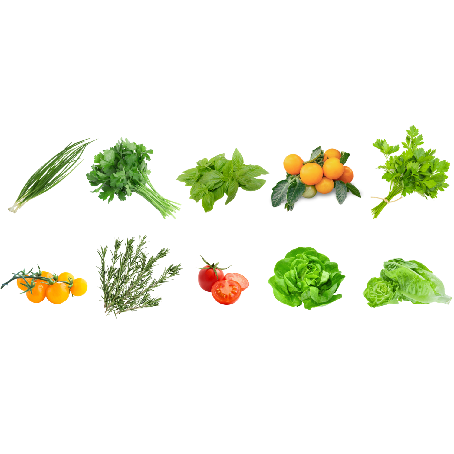 Vegehome Best Seller Bundle - 10 Pack