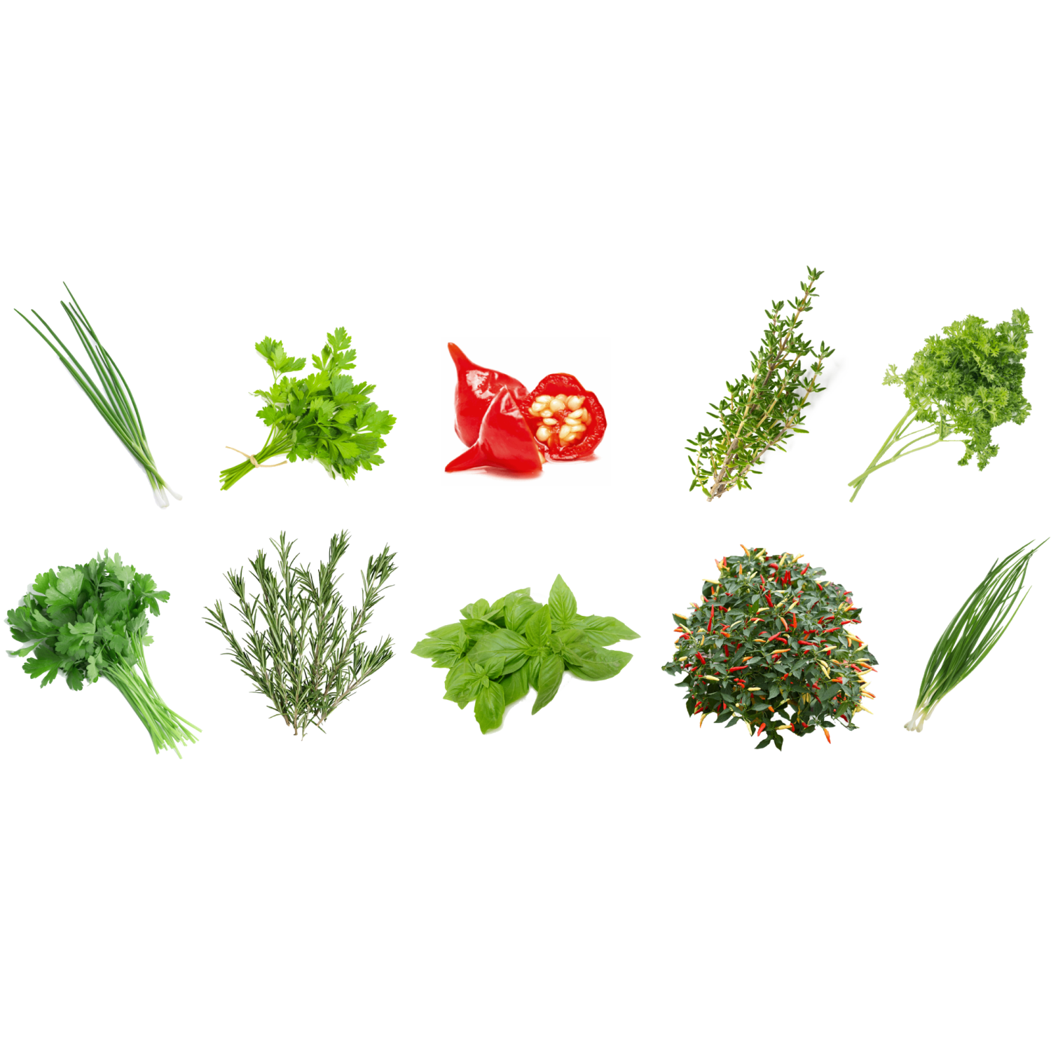 Vegehome Herb Bundle - 10 Pack