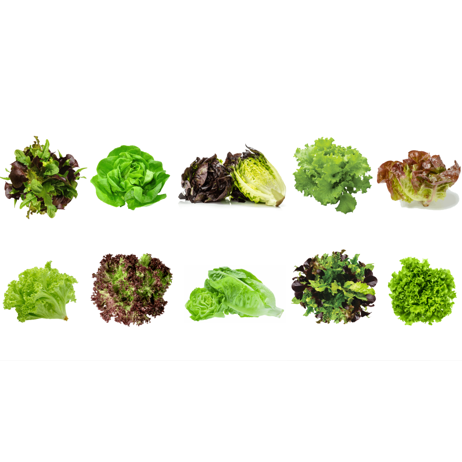 Vegehome Lettuce Bundle - 10 Pack