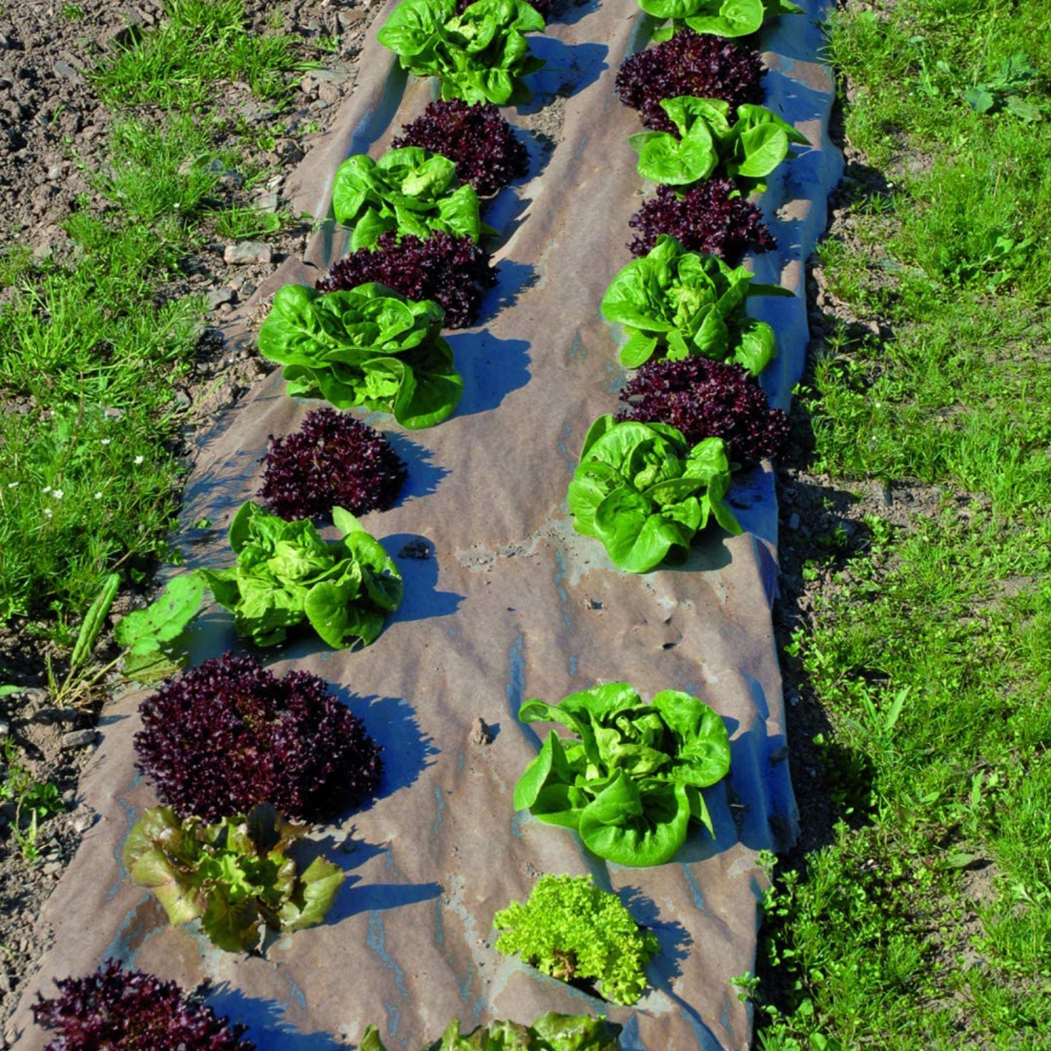 DeWitt – barrière de protection contre les mauvaises herbes de jardin biodégradable à rouleau de papier naturel de NAT3300 3 x 300 pi