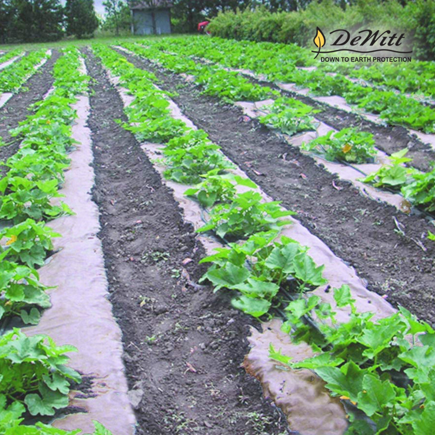 DeWitt – barrière de protection contre les mauvaises herbes de jardin biodégradable à rouleau de papier naturel de NAT3300 3 x 300 pi