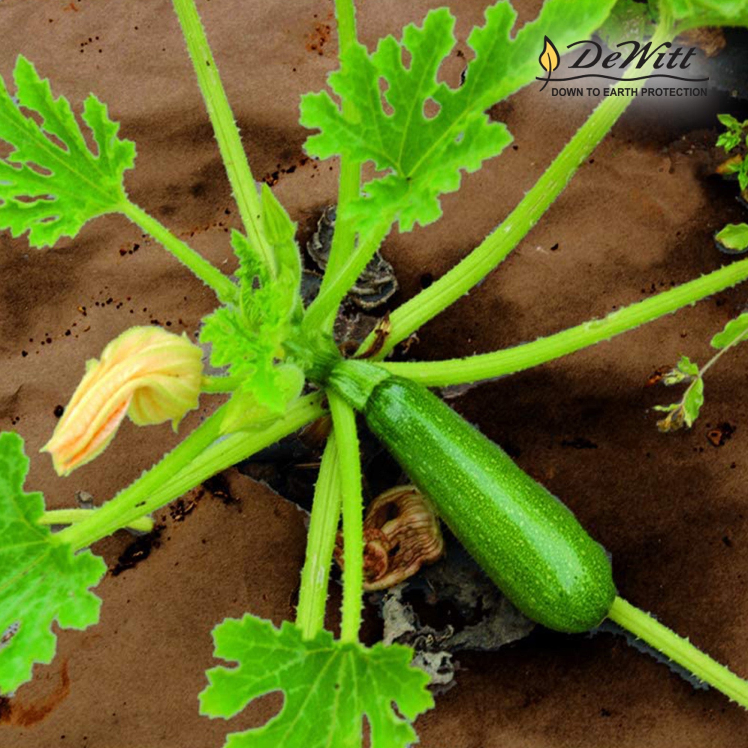 DeWitt – barrière de protection contre les mauvaises herbes de jardin biodégradable à rouleau de papier naturel de NAT3300 3 x 300 pi