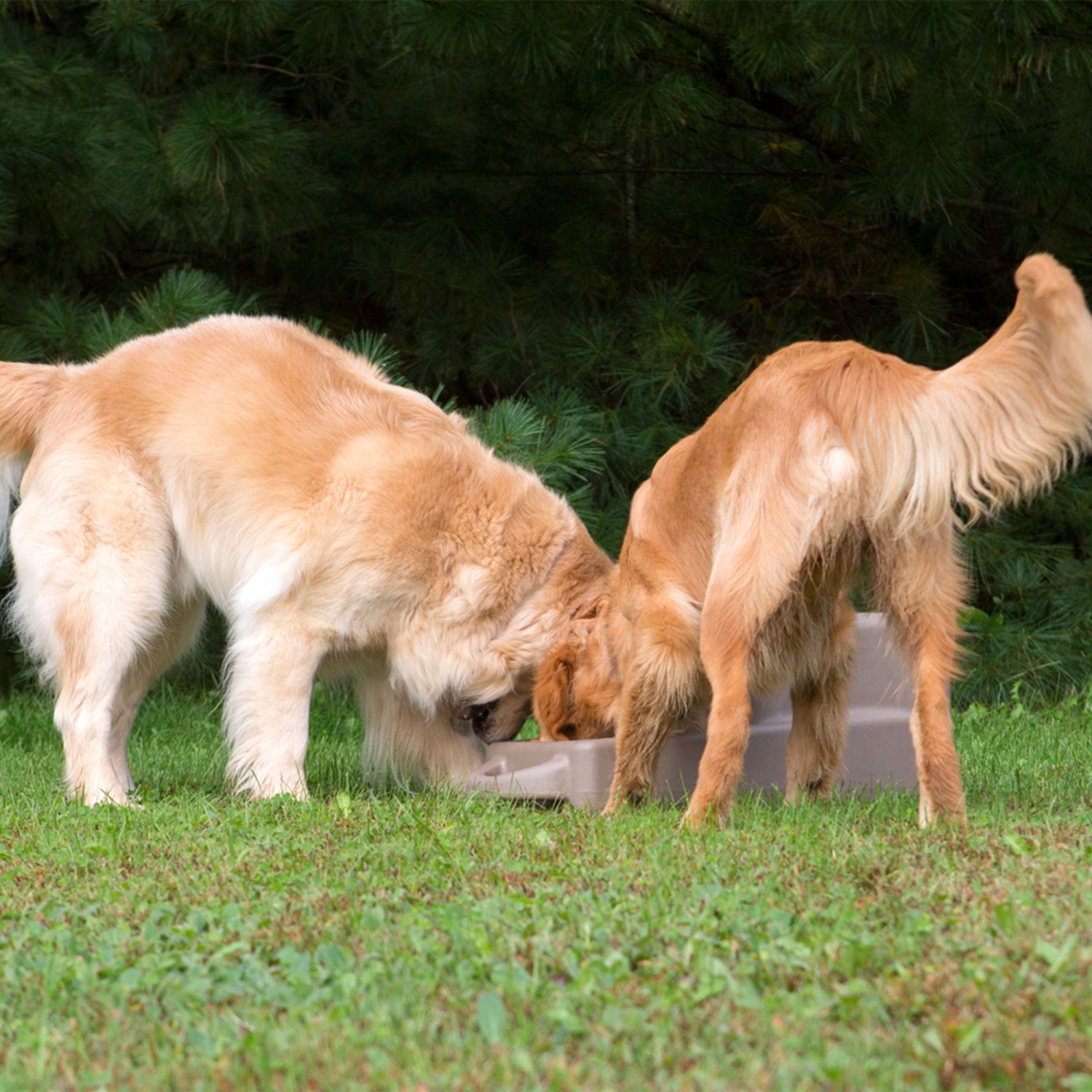 Distributeur d'eau Dakota 283 Dash de 5 gallons pour chiens et animaux de compagnie, Granit Coyote