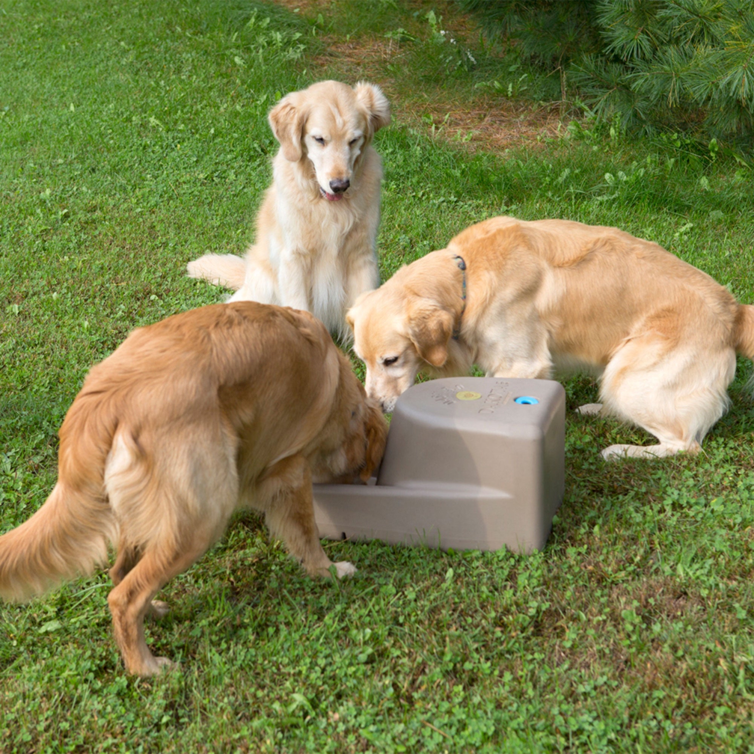 Distributeur d'eau Dakota 283 Dash de 5 gallons pour chiens et animaux de compagnie, Granit Coyote
