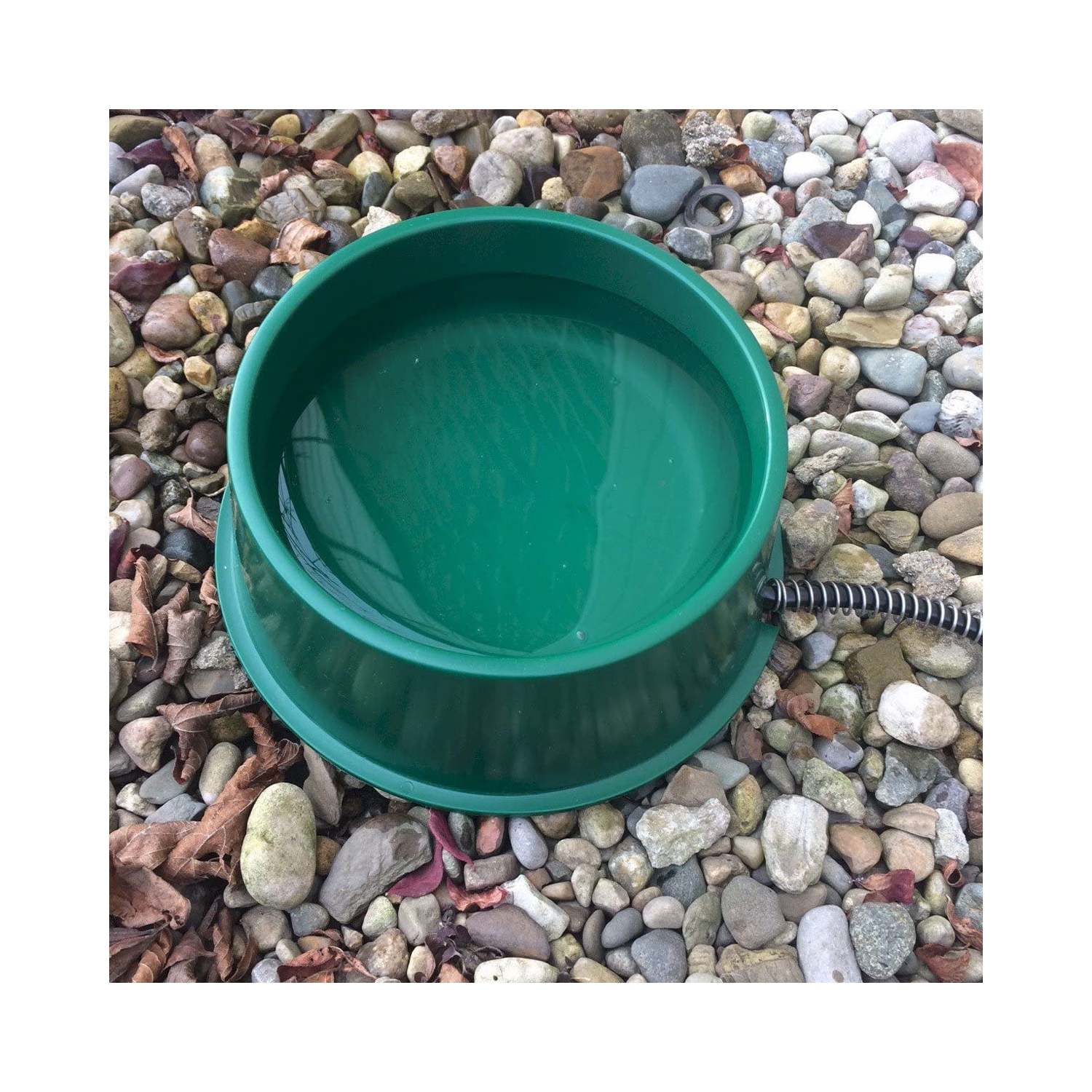 Farm Innovators QT-1 1 Quart Electric Heated Pet Water Bowl, 25 Watt, Green