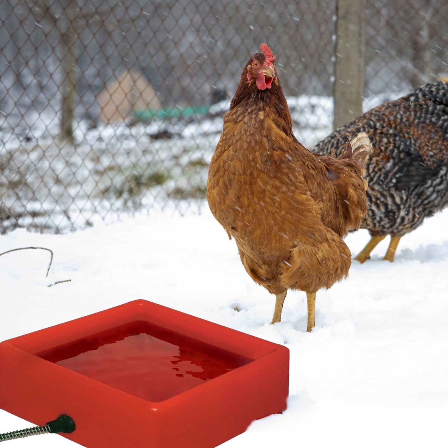 Farm Innovators 1.25 Gallon 60W Electric Heated Pet Water Bowl, Red